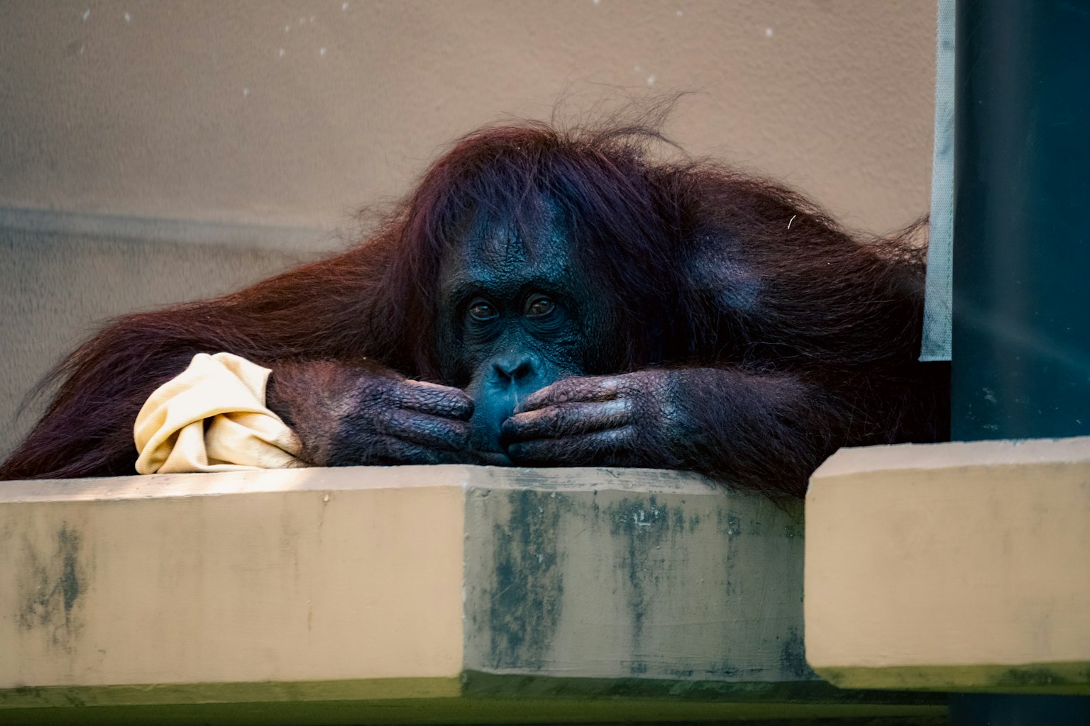 Orangutan yang berpikir dengan dagu di tangan