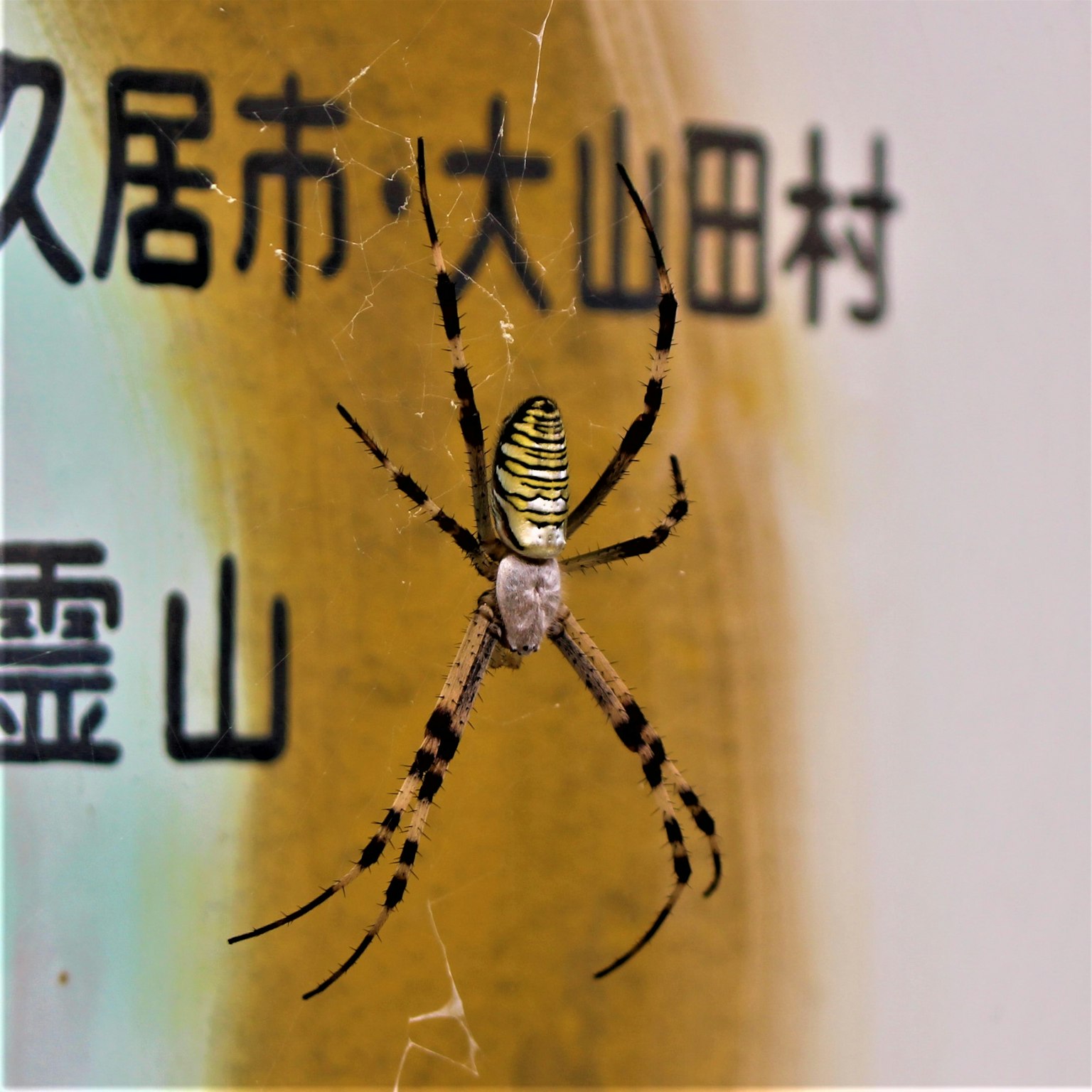牆上有黃色和黑色花紋的蜘蛛