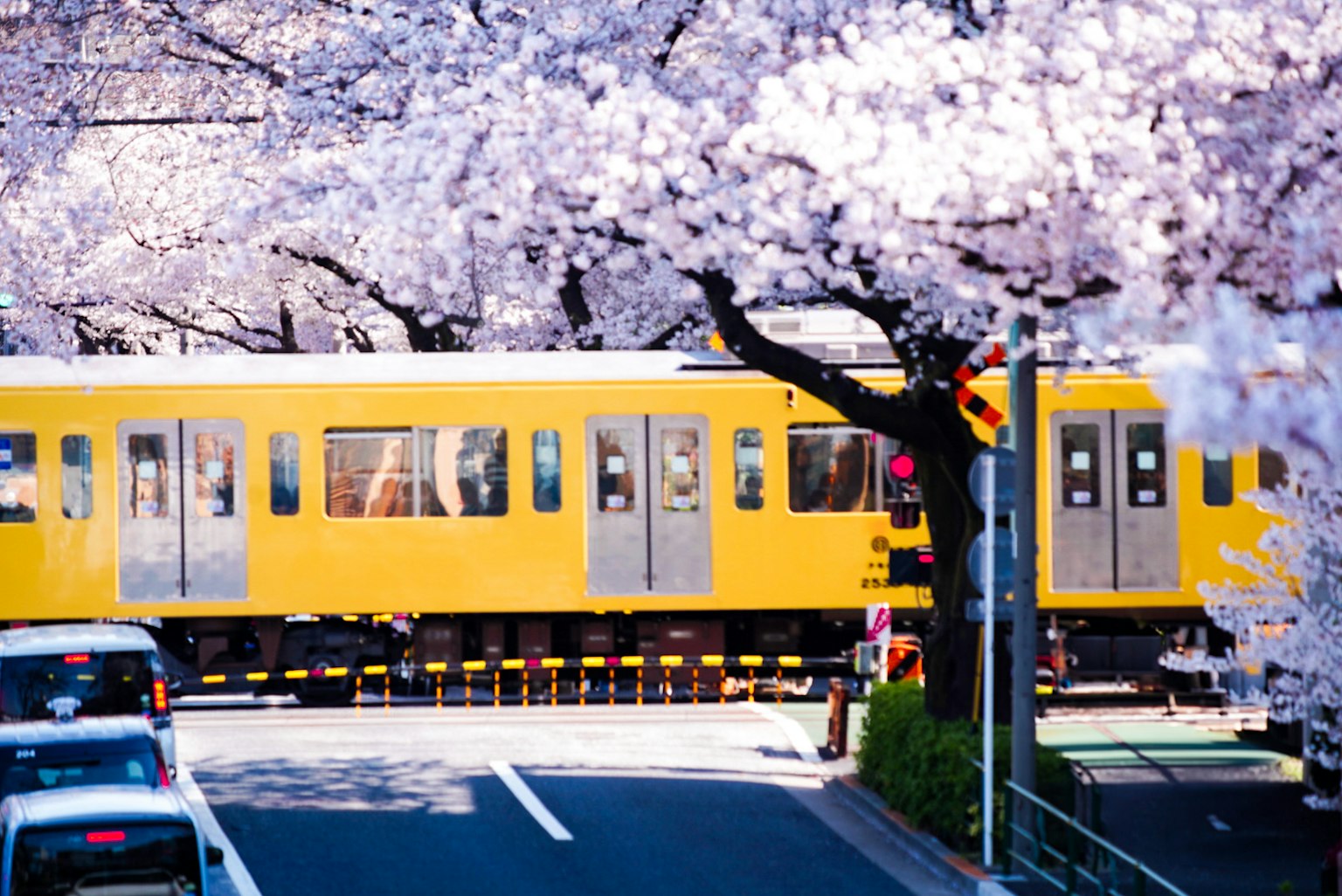 Yellow train passing under cherry blossom trees