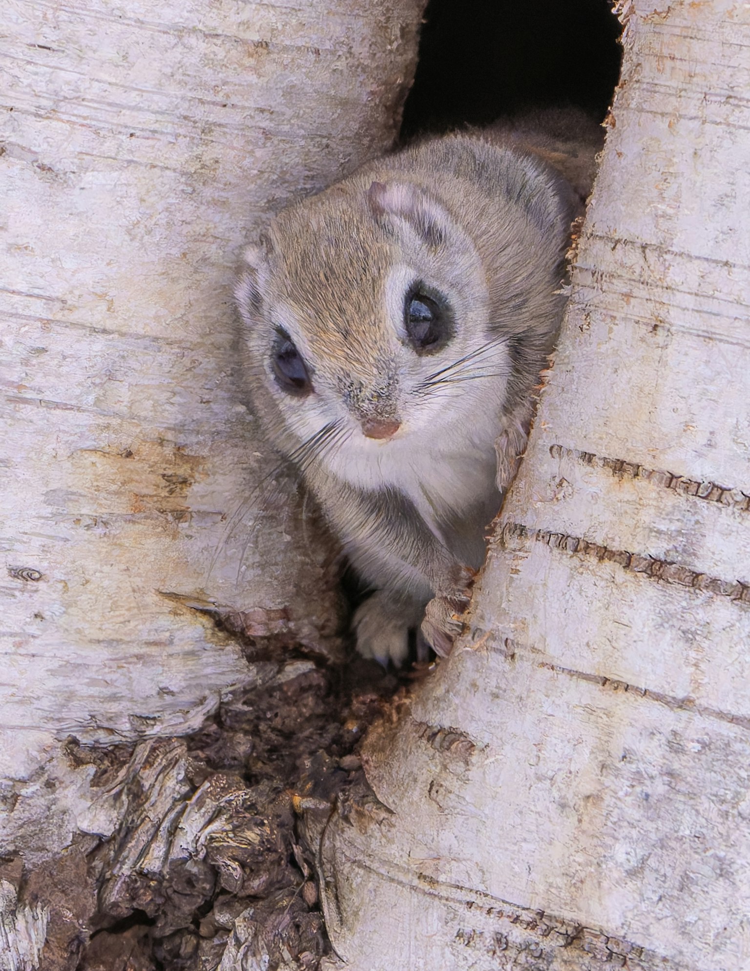 Small animal resembling a squirrel peeking from a tree