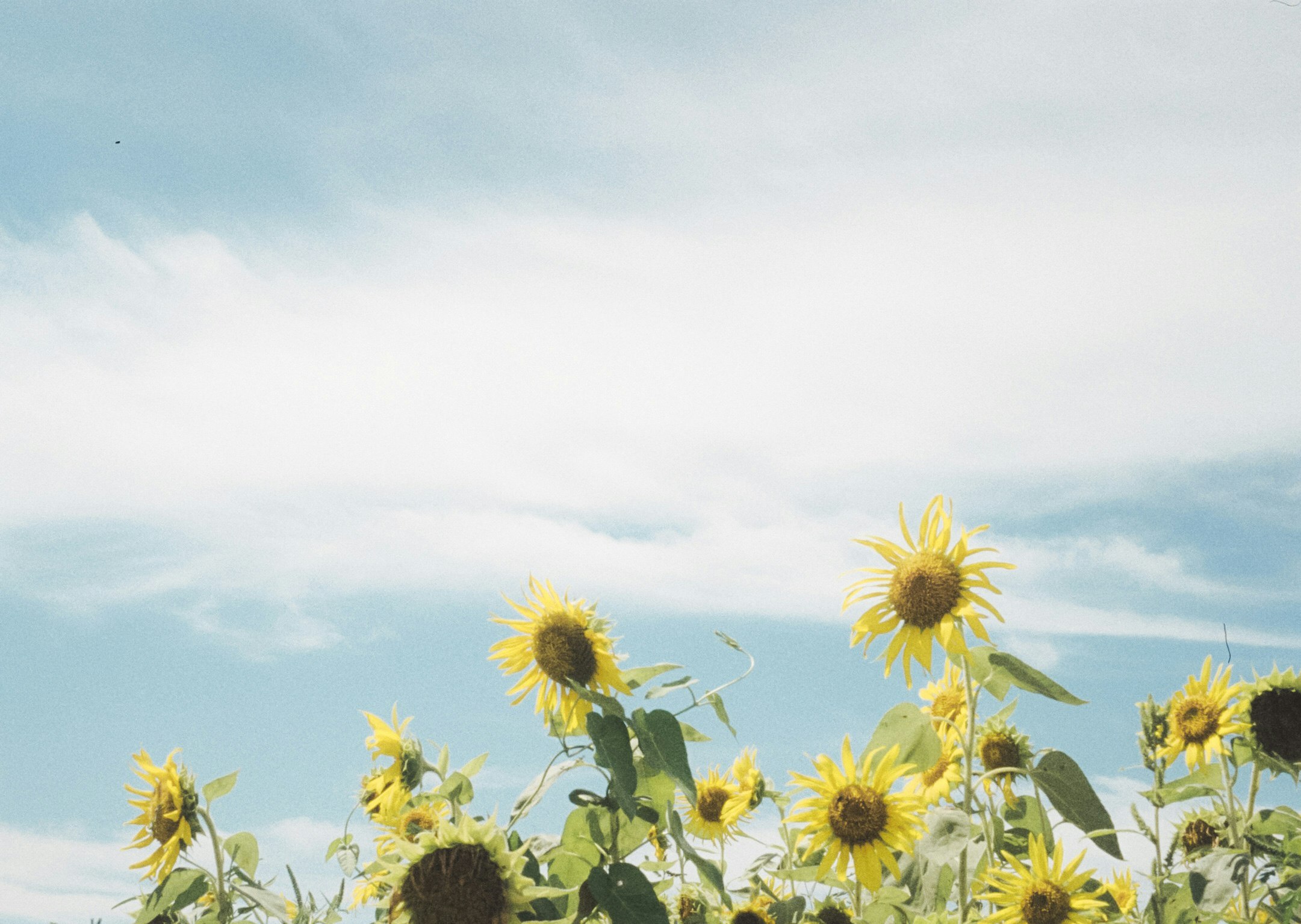campo di girasoli sotto un cielo azzurro