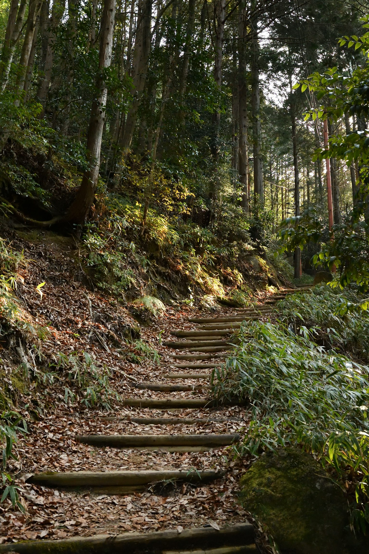 Sentiero nel bosco con gradini in legno circondato da foglie verdi e foglie cadute