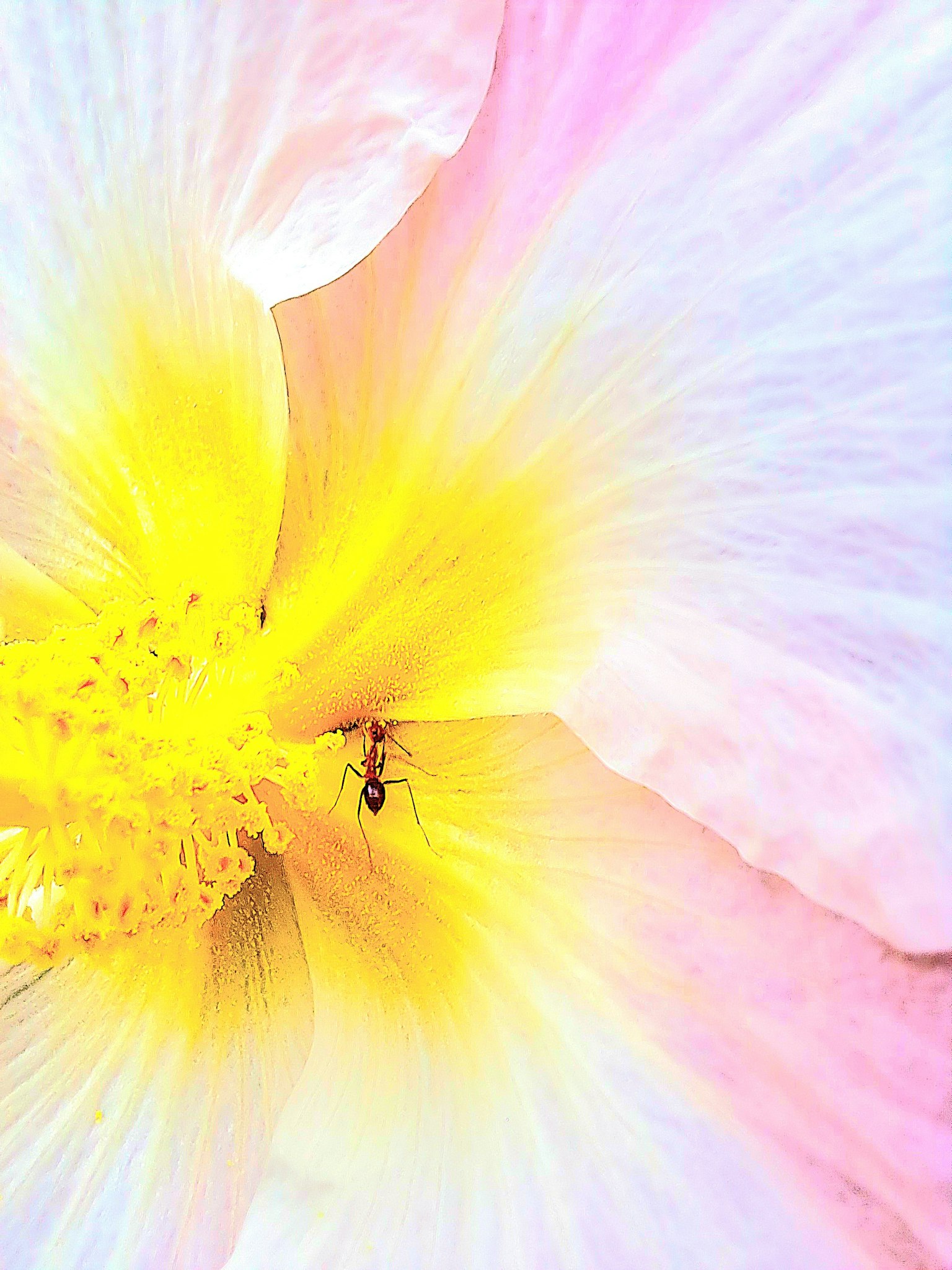 Gros plan d'une fleur aux couleurs douces avec un petit insecte au centre