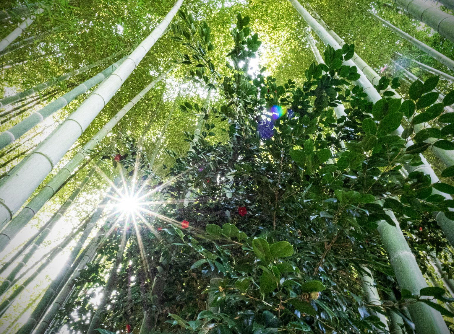 Vista di una foresta di bambù con la luce del sole che filtra attraverso i fusti alti di bambù fogliame verde vibrante sotto