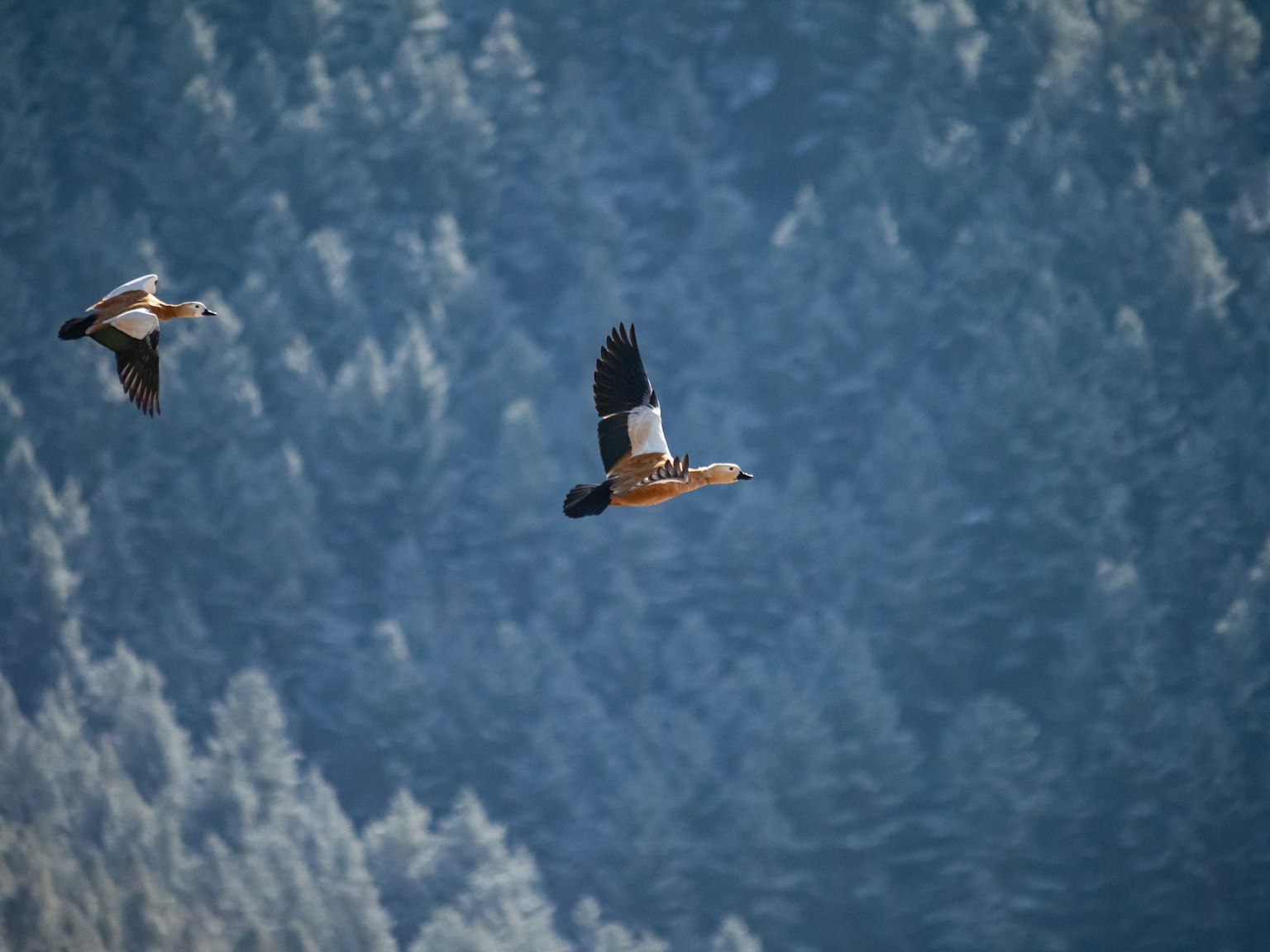 Zwei Vögel fliegen vor dem Hintergrund eines blauen Waldes