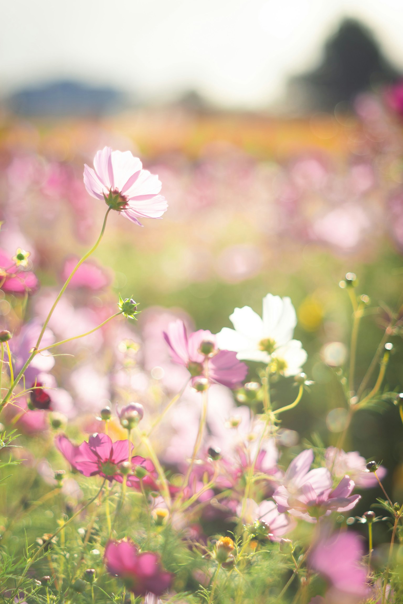 A field of colorful cosmos flowers in bloom