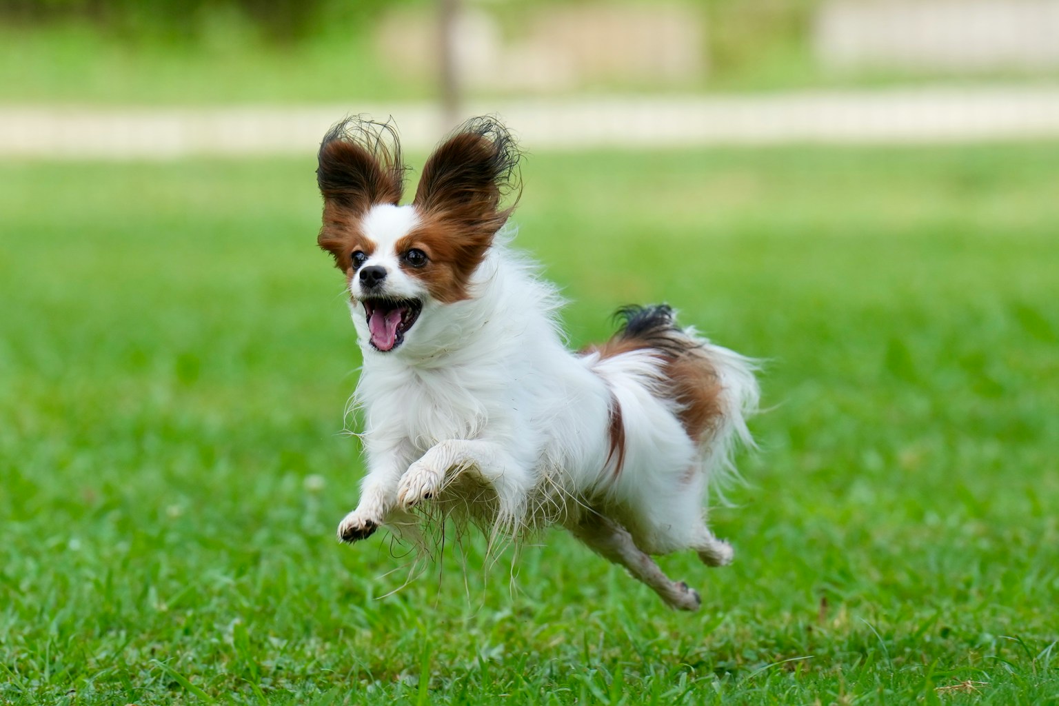 A lively Papillon dog running joyfully in a green field