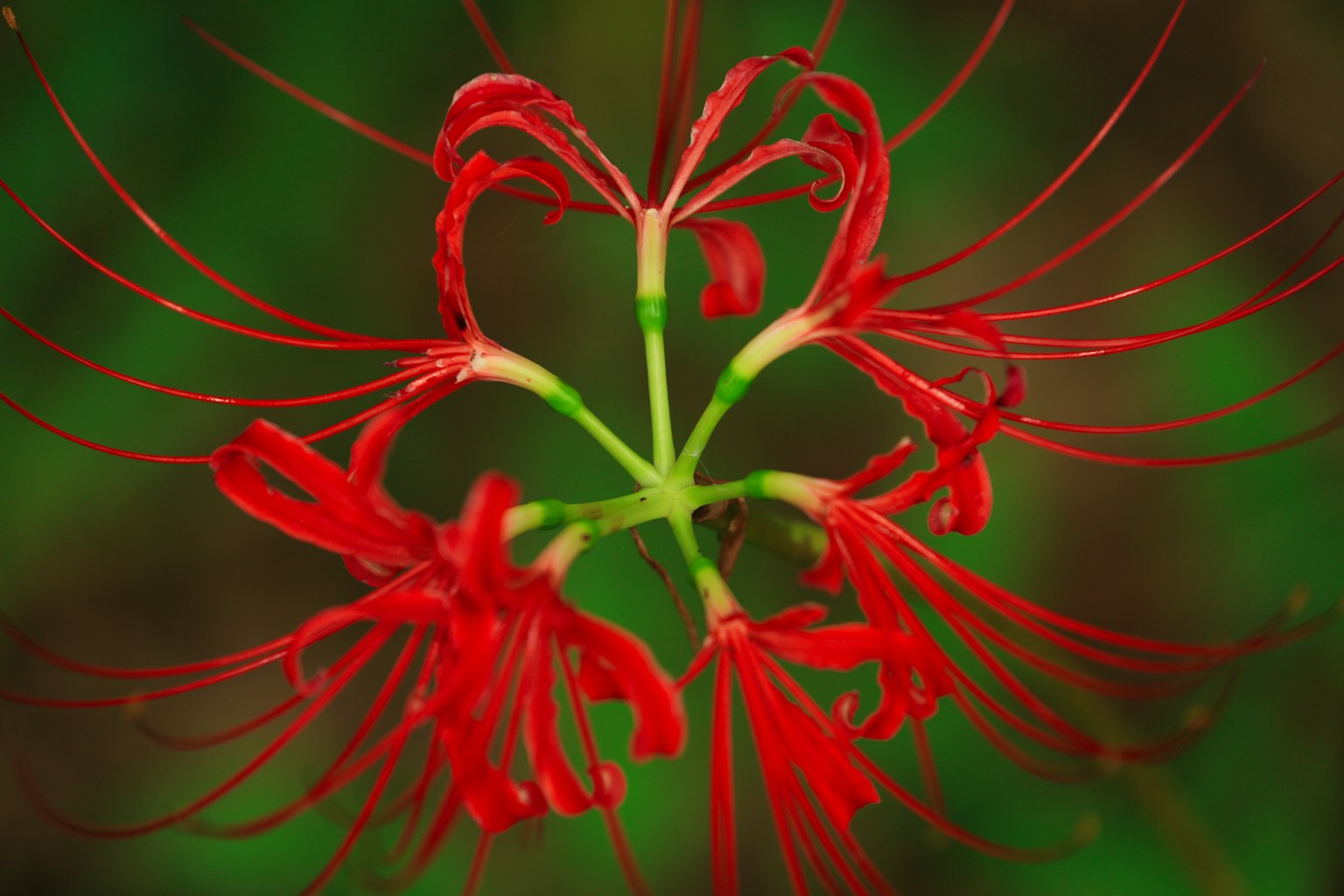 Vibrant red flower with long petals radiating outward