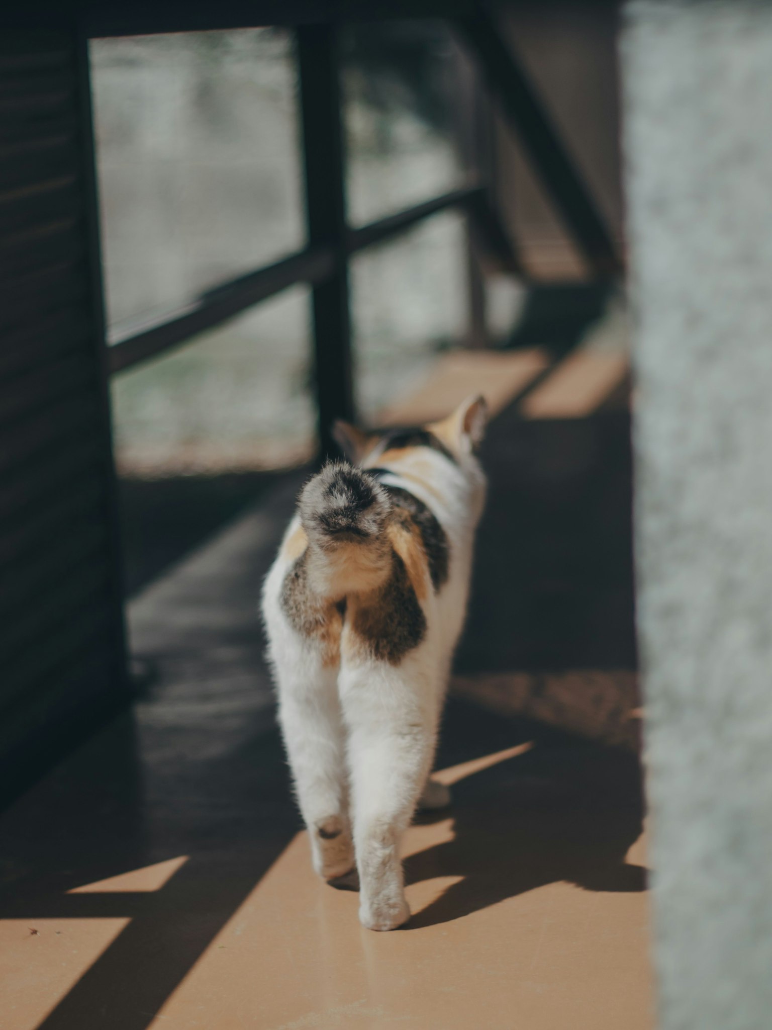 Un gatto bianco che cammina allontanandosi
