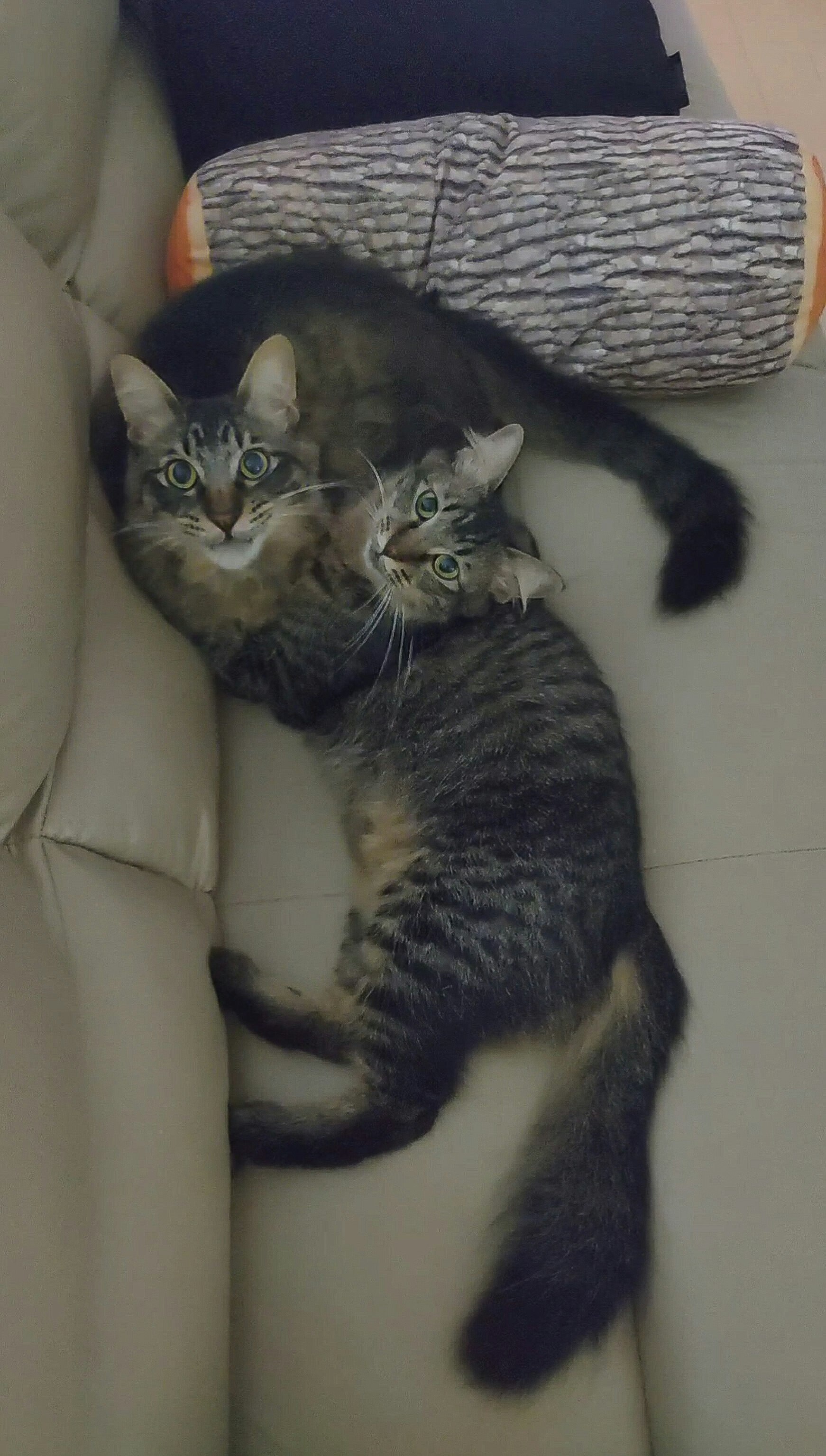 ソファーで寄り添う子猫たち