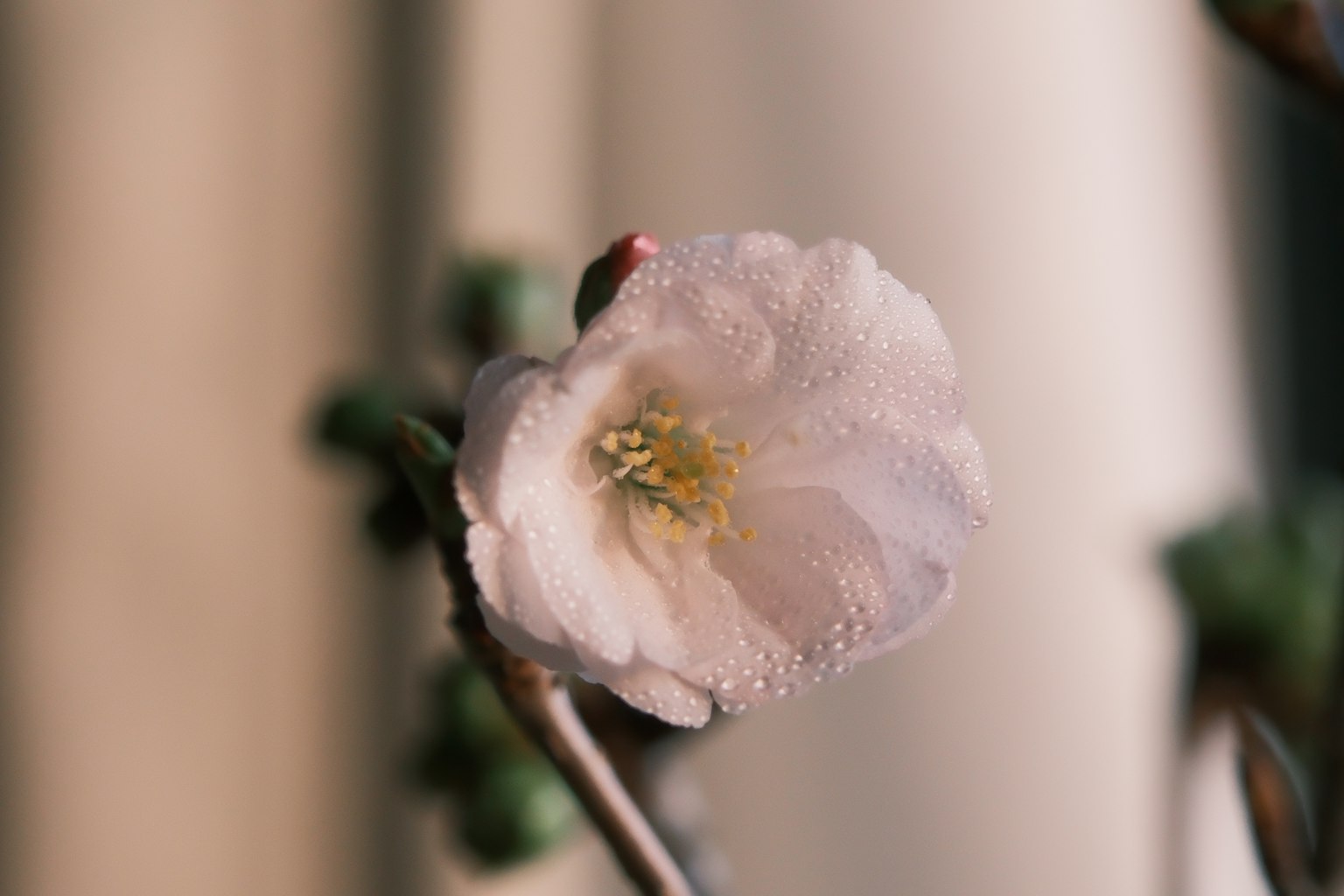 Gros plan d'une fleur rose pâle avec des étamines jaunes au centre