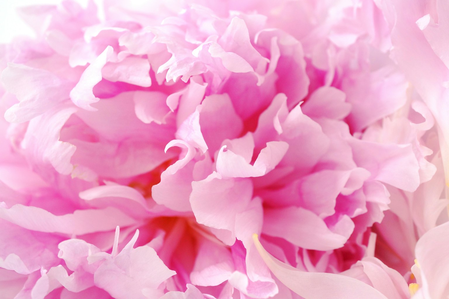 Primo piano di un fiore di peonia rosa pallido con petali morbidi sovrapposti