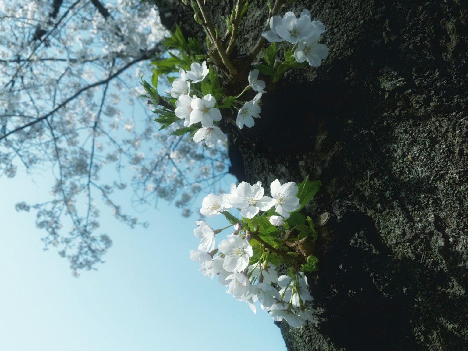 Acercamiento de un tronco de árbol con flores de cerezo y hojas verdes