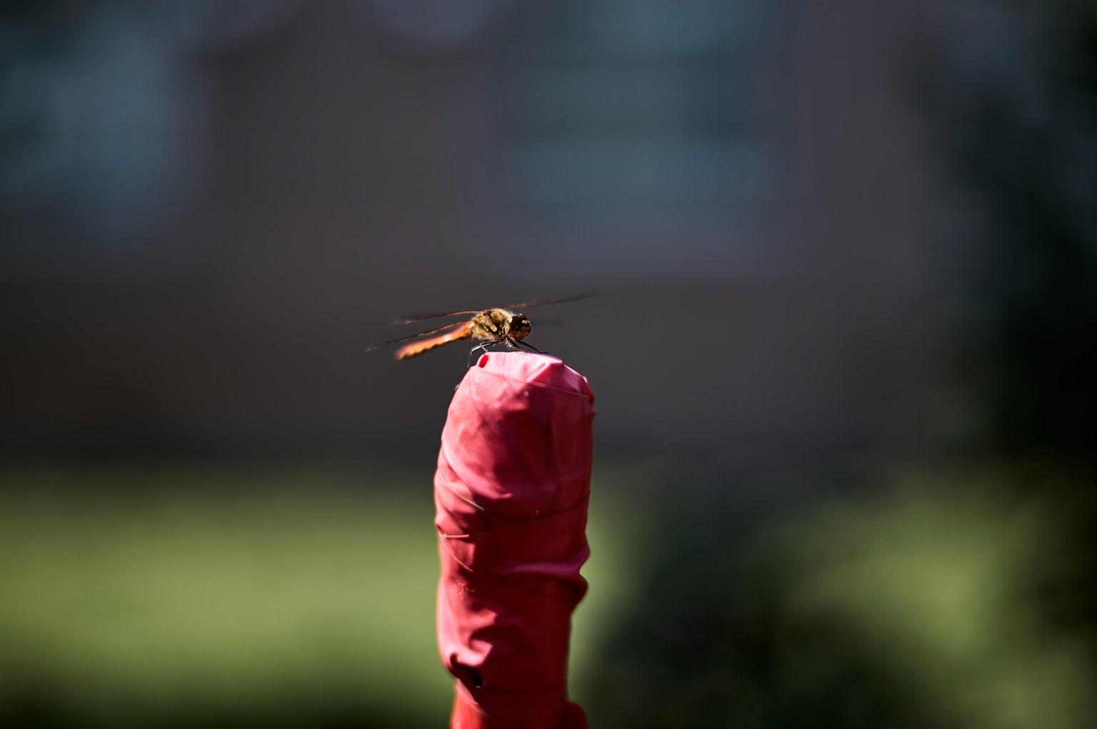 Nahaufnahme eines Insekts, das auf einem roten Objekt sitzt
