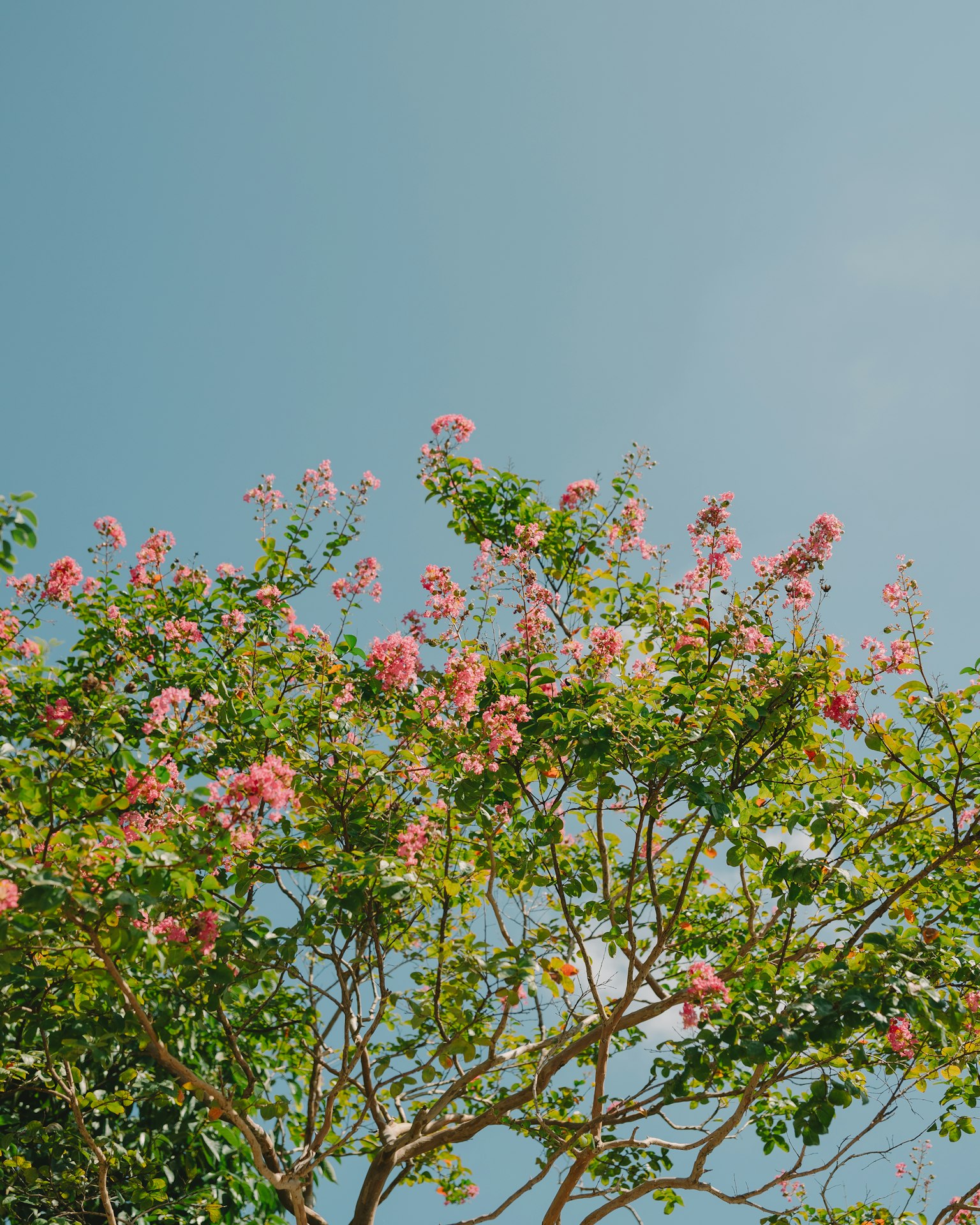 Rami di un albero con fiori rosa sotto un cielo blu