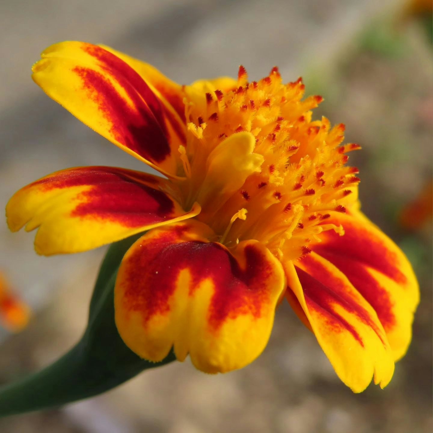 鮮やかなキンセンカの花のクローズアップ