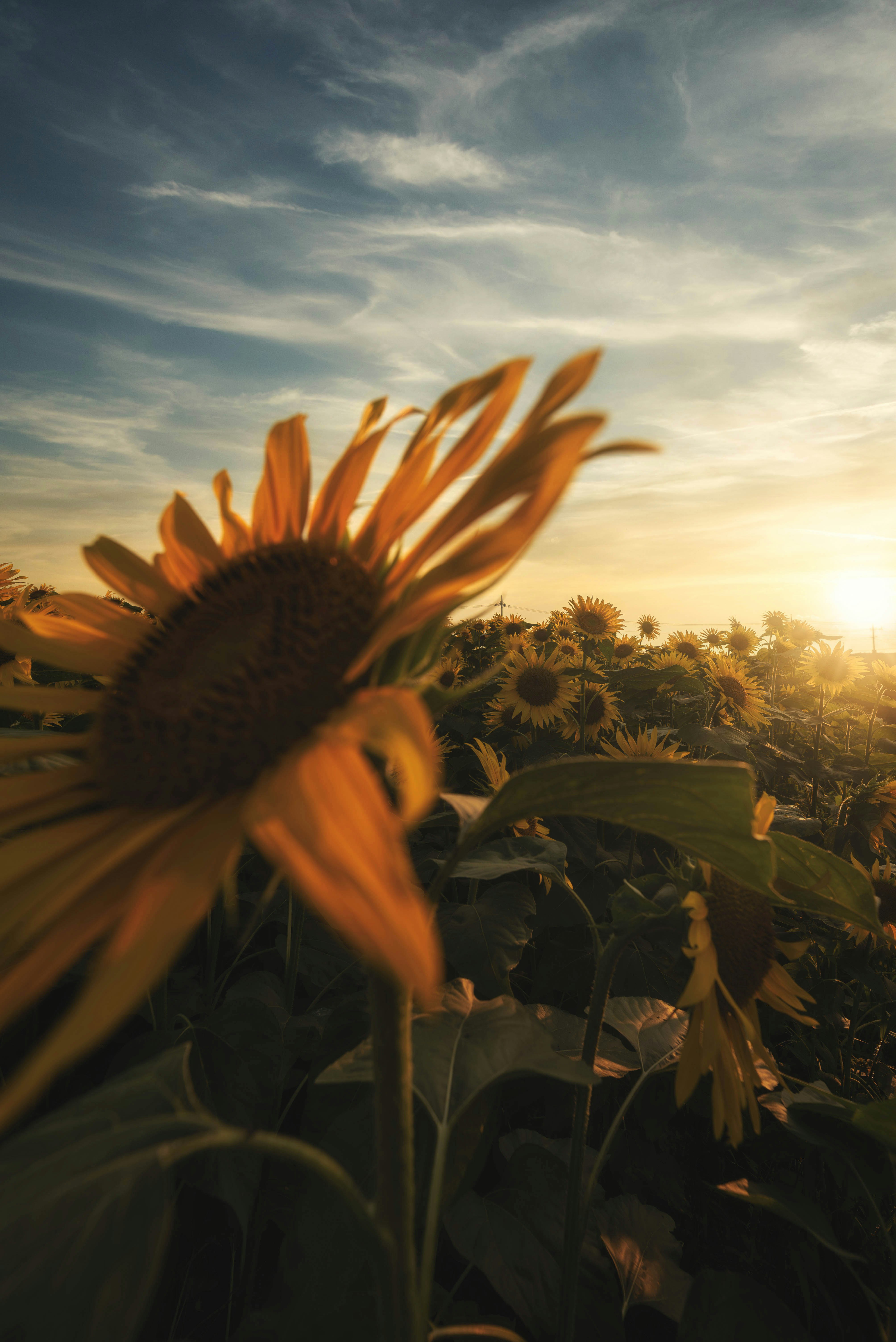 Sunlit sunflower field at sunset