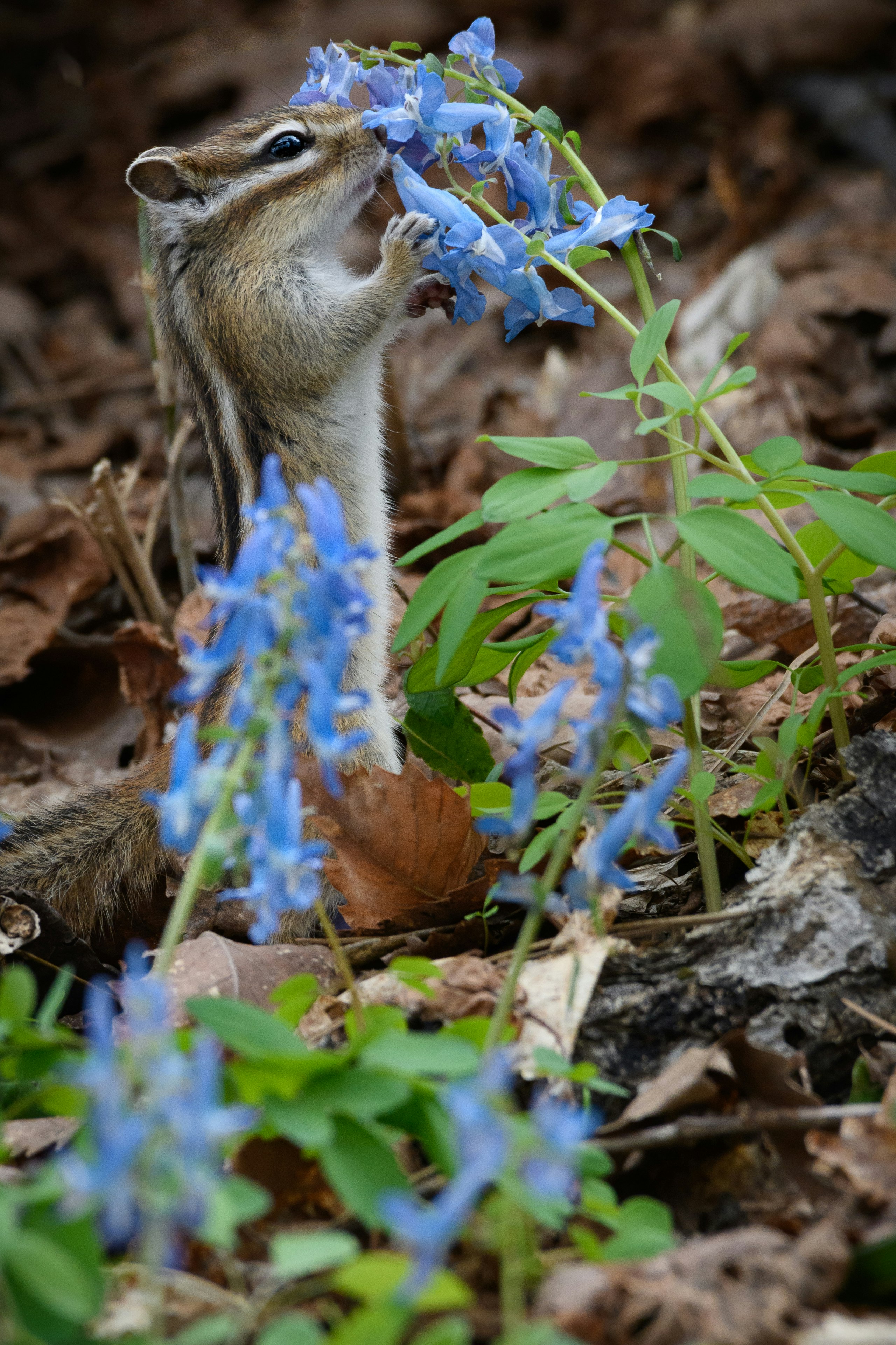 春の野生動物が青い花を見上げる森の地面