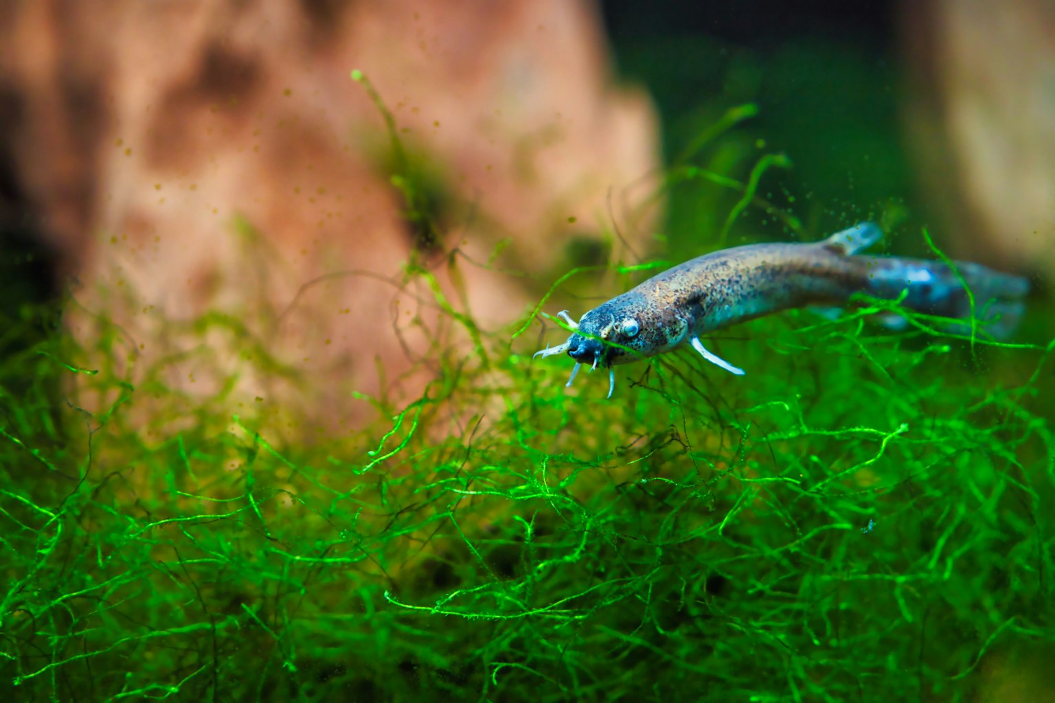 Un piccolo pesce che nuota tra piante acquatiche verdi e rocce