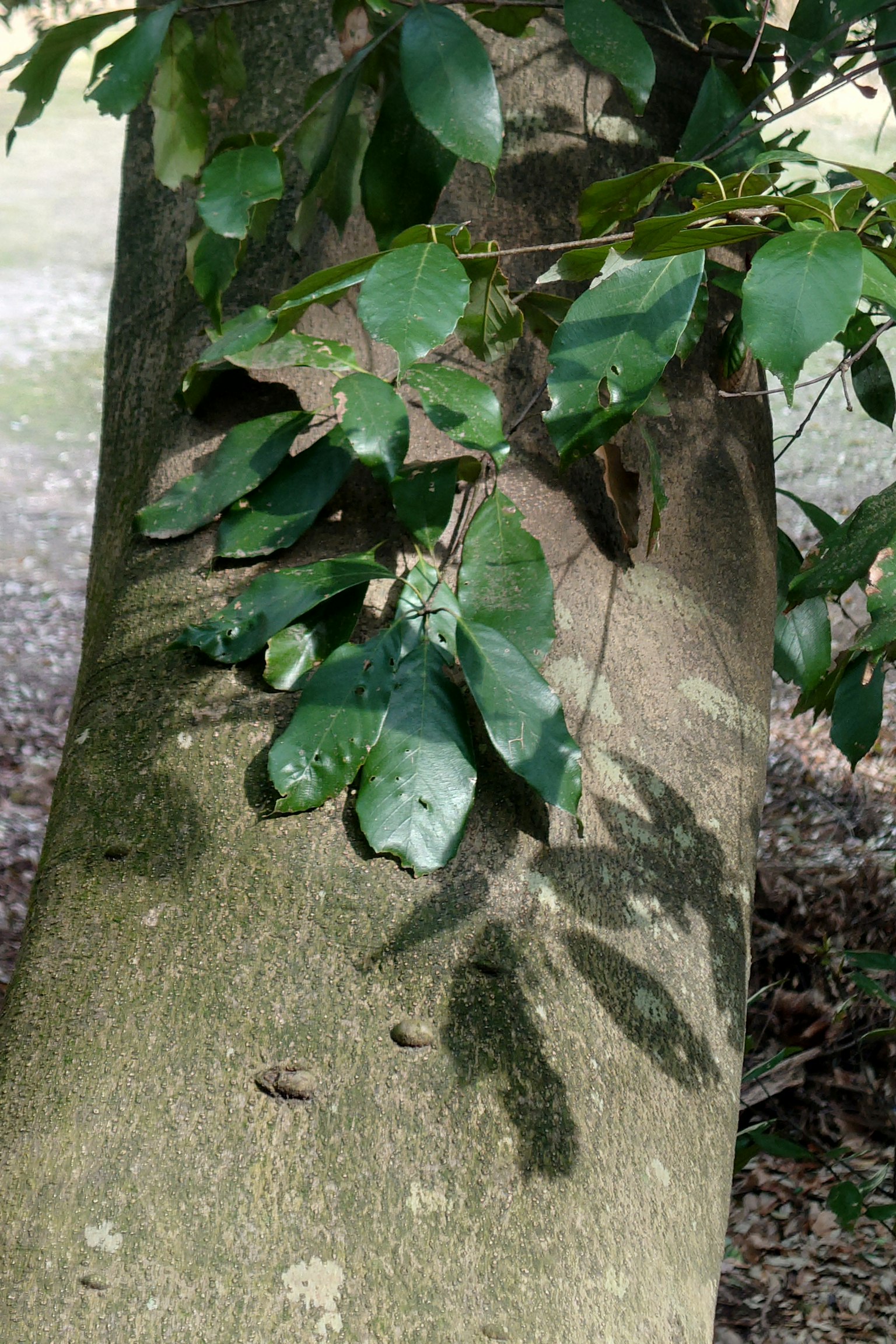 Close-up of a tree trunk with lush green leaves