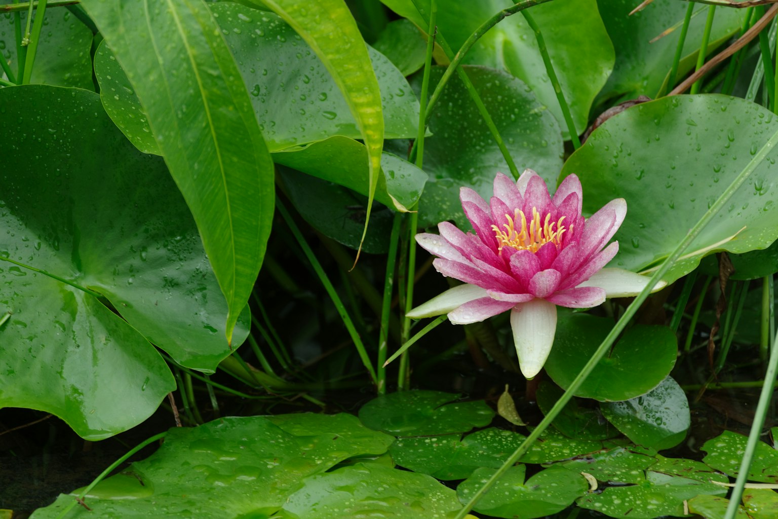 Un nénuphar rose fleurissant parmi des feuilles vertes