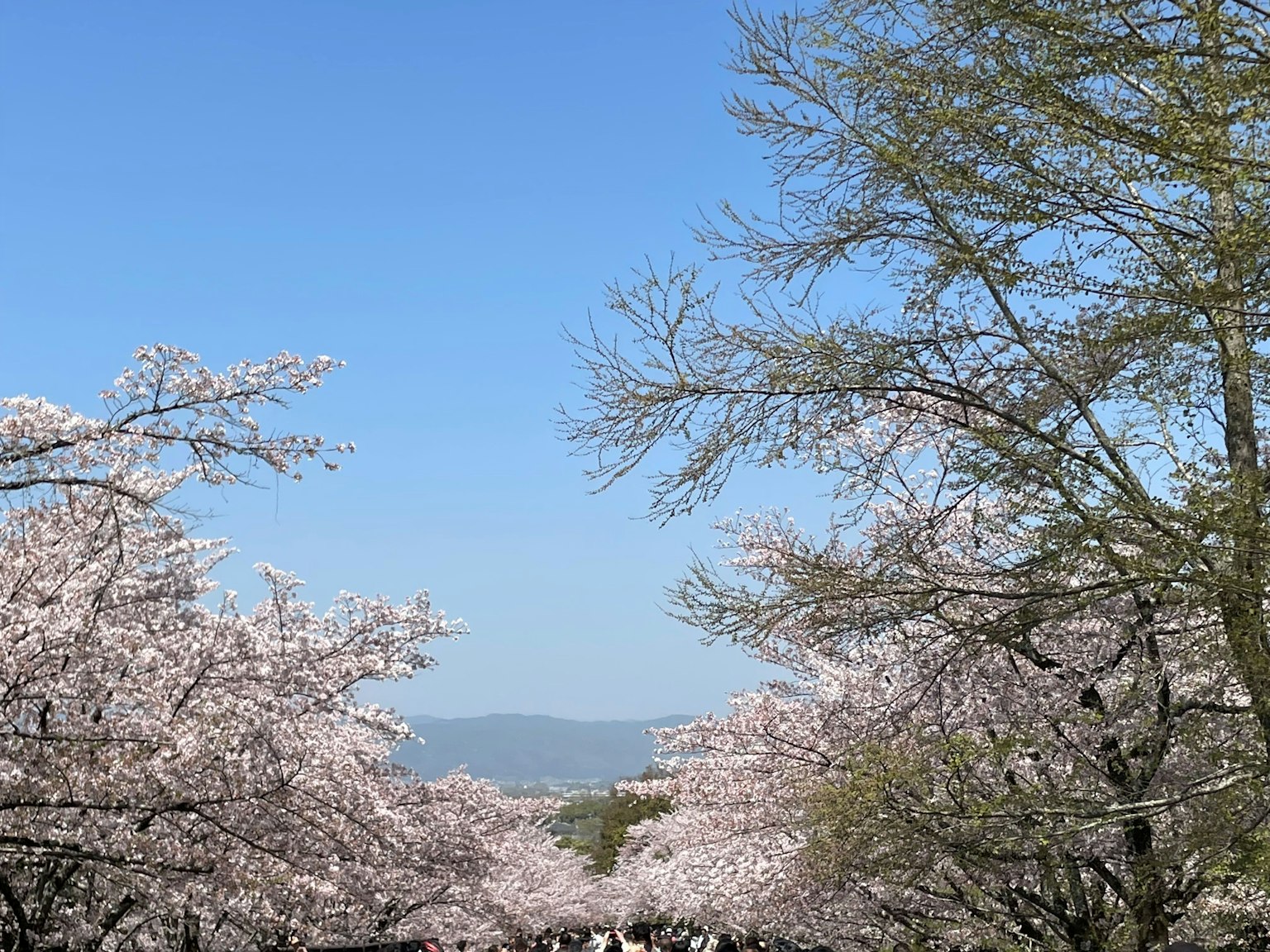 Bellissimo paesaggio sotto un cielo blu con alberi di ciliegio in fiore