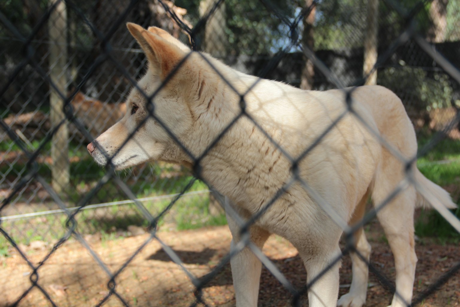 Un lupo bianco visto attraverso una rete