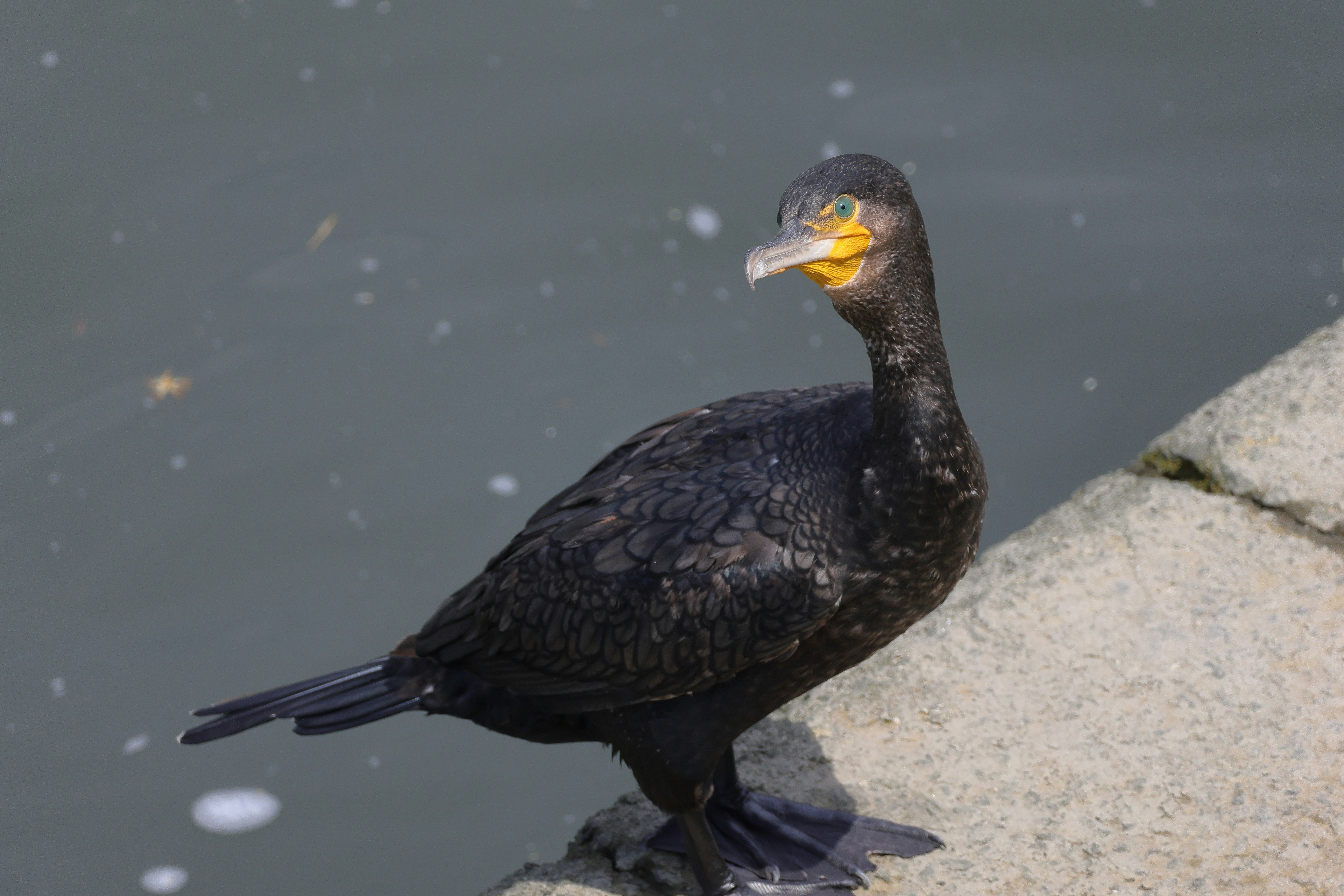 cormoran perché sur un rocher au bord de l’eau