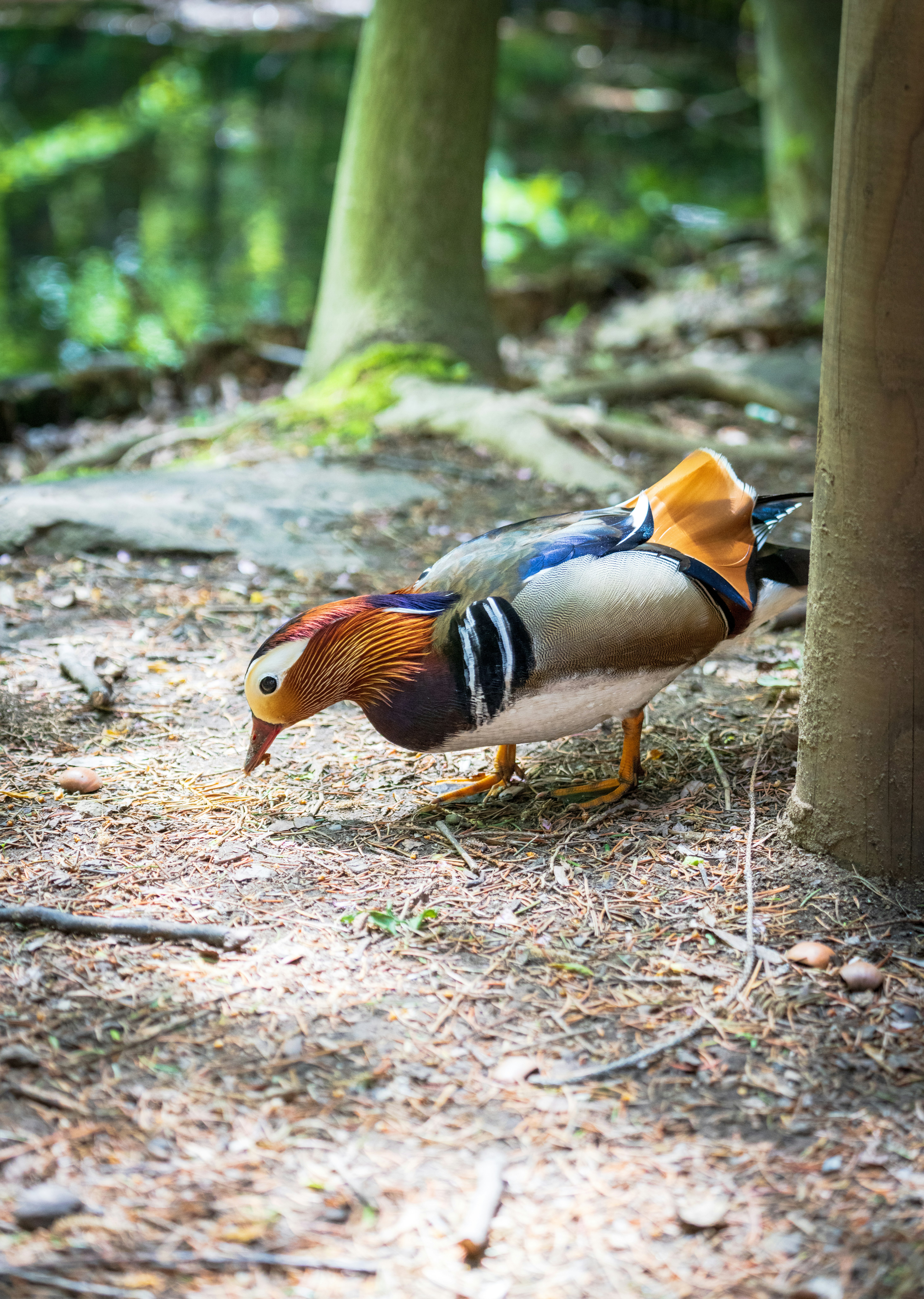 colorful bird walking on a forest floor