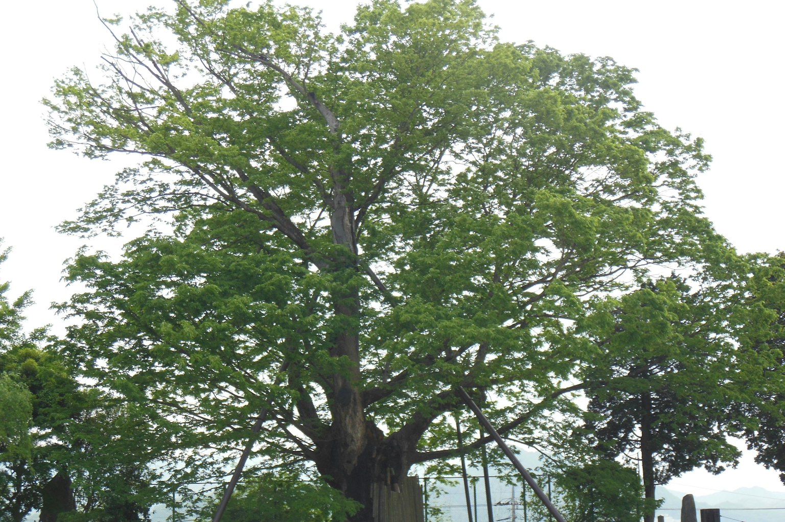 Großer Baum mit vielen grünen Blättern