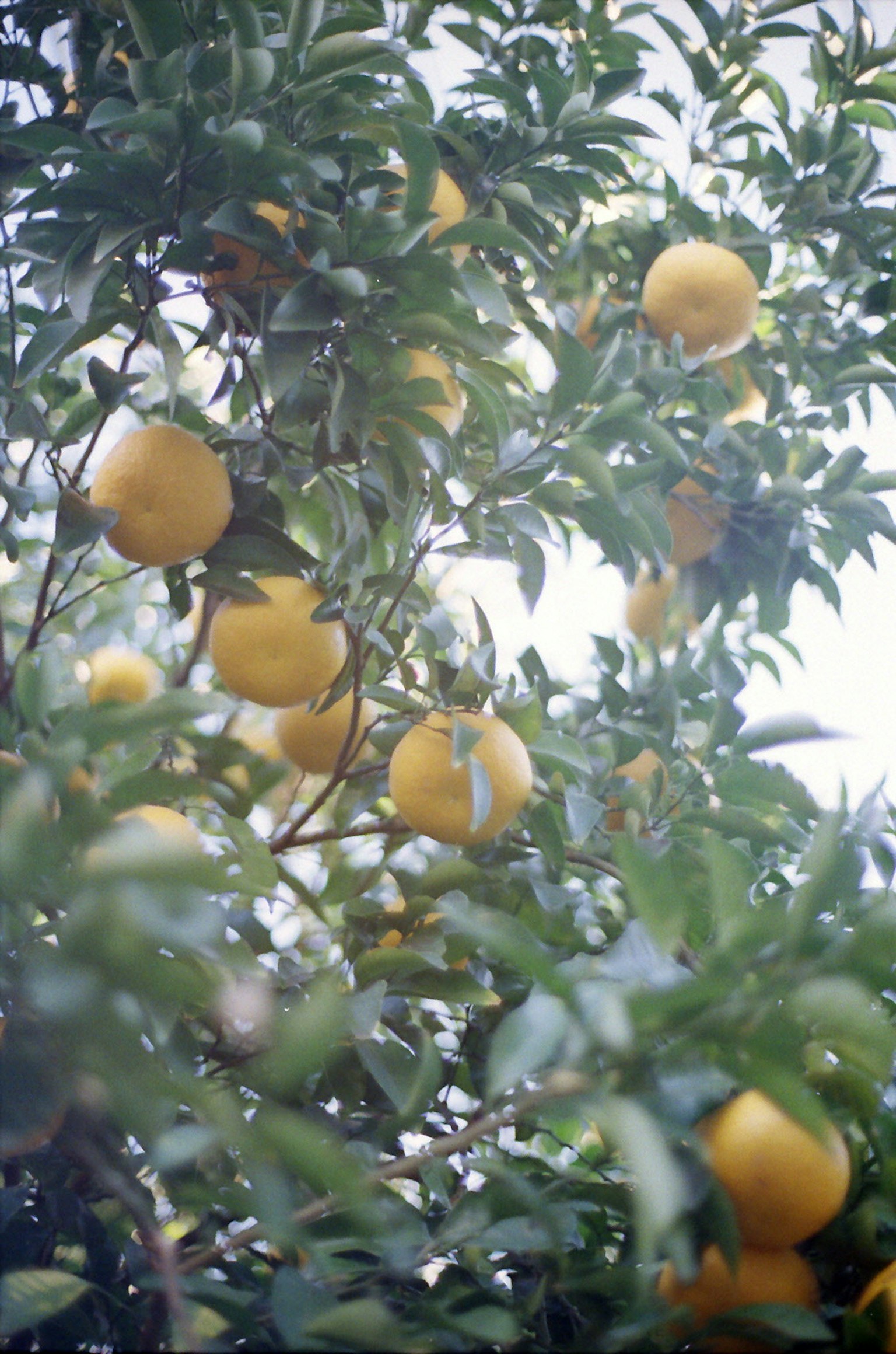 Citrus tree with many yellow fruits hanging