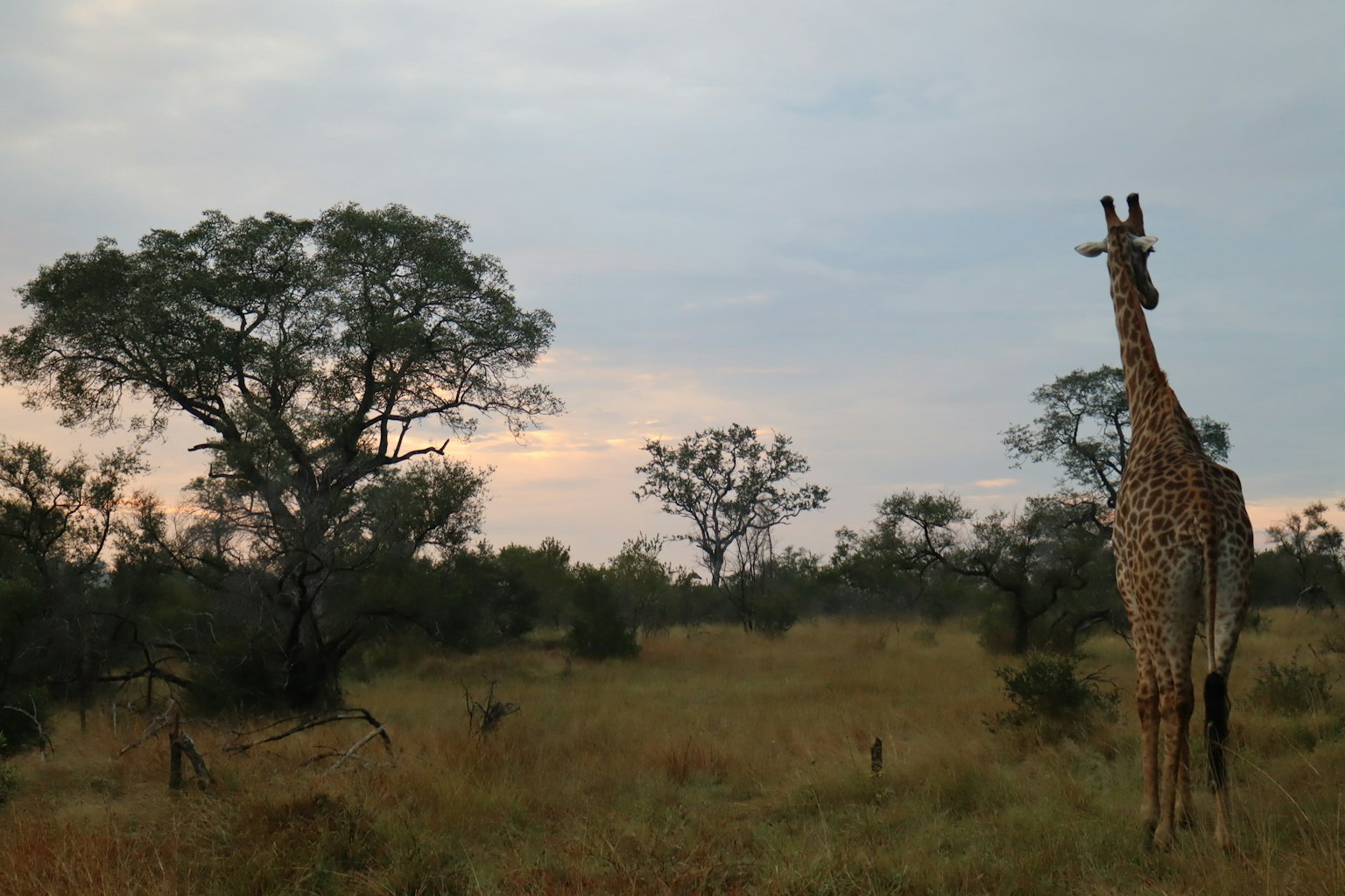 Girafe se tenant dans la savane au crépuscule avec des arbres en arrière-plan