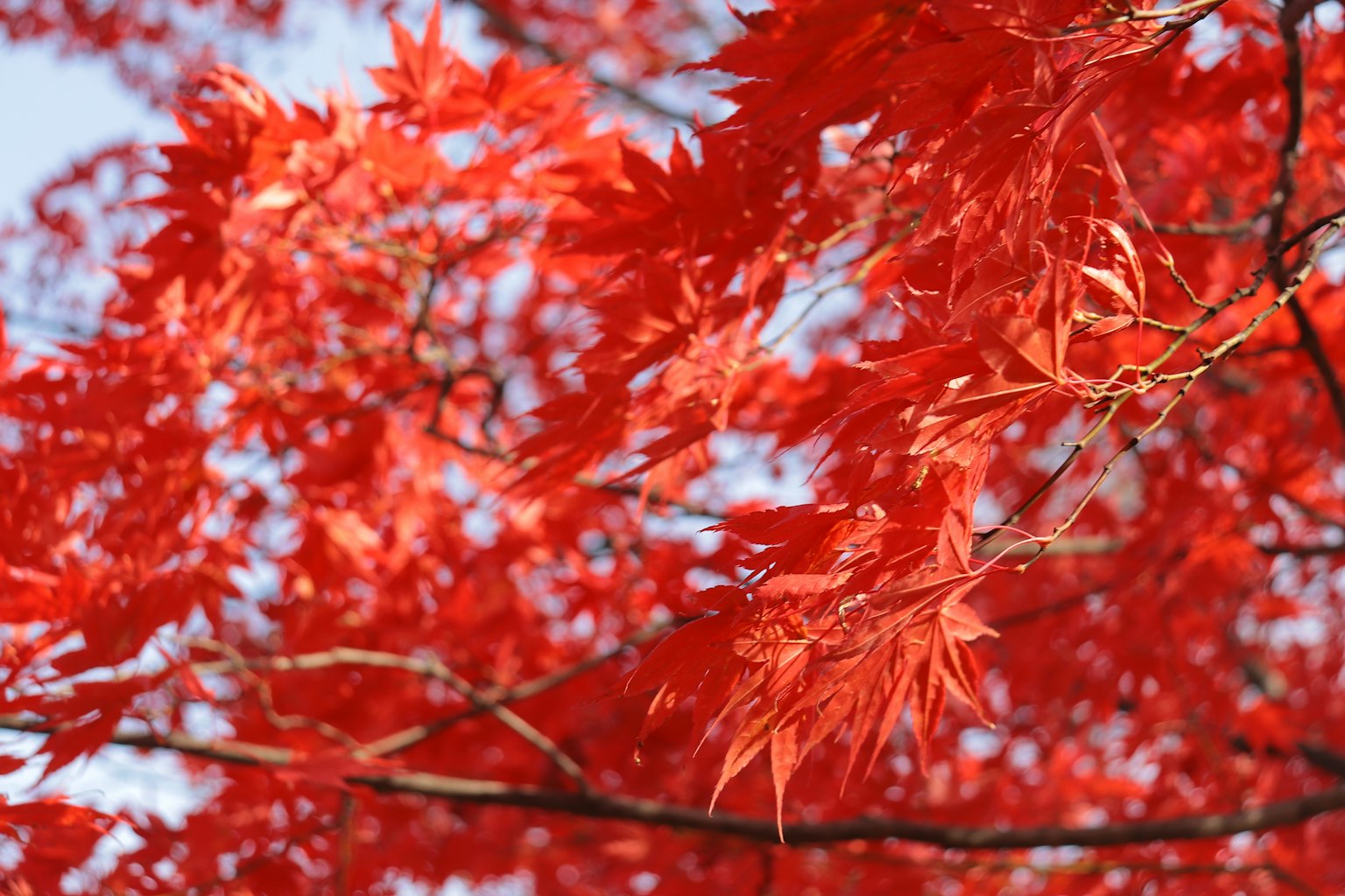 Lebendige rote Ahornblätter vor einem klaren blauen Himmel