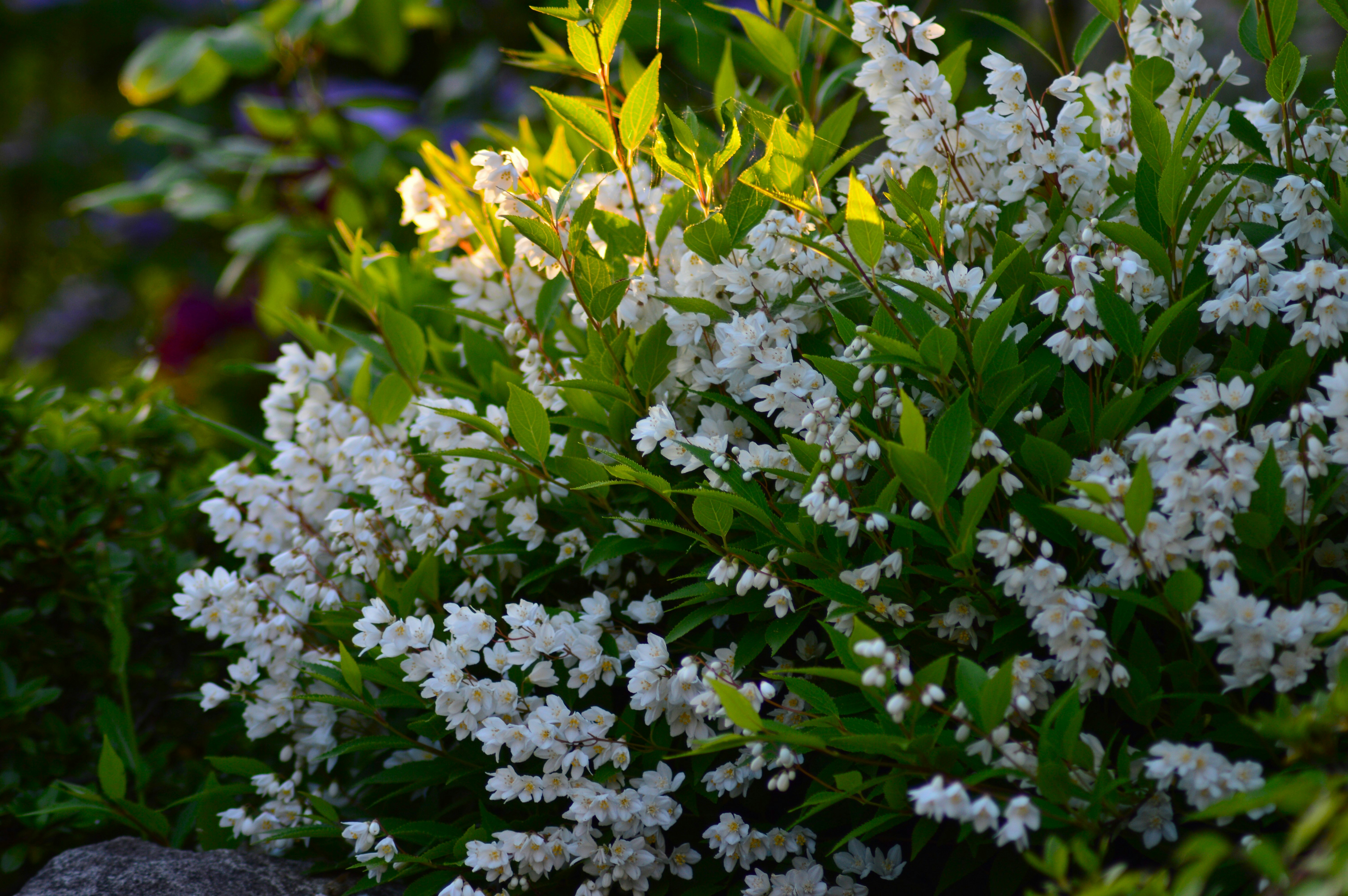白い花（卯木）と緑の葉が茂る庭の生け垣