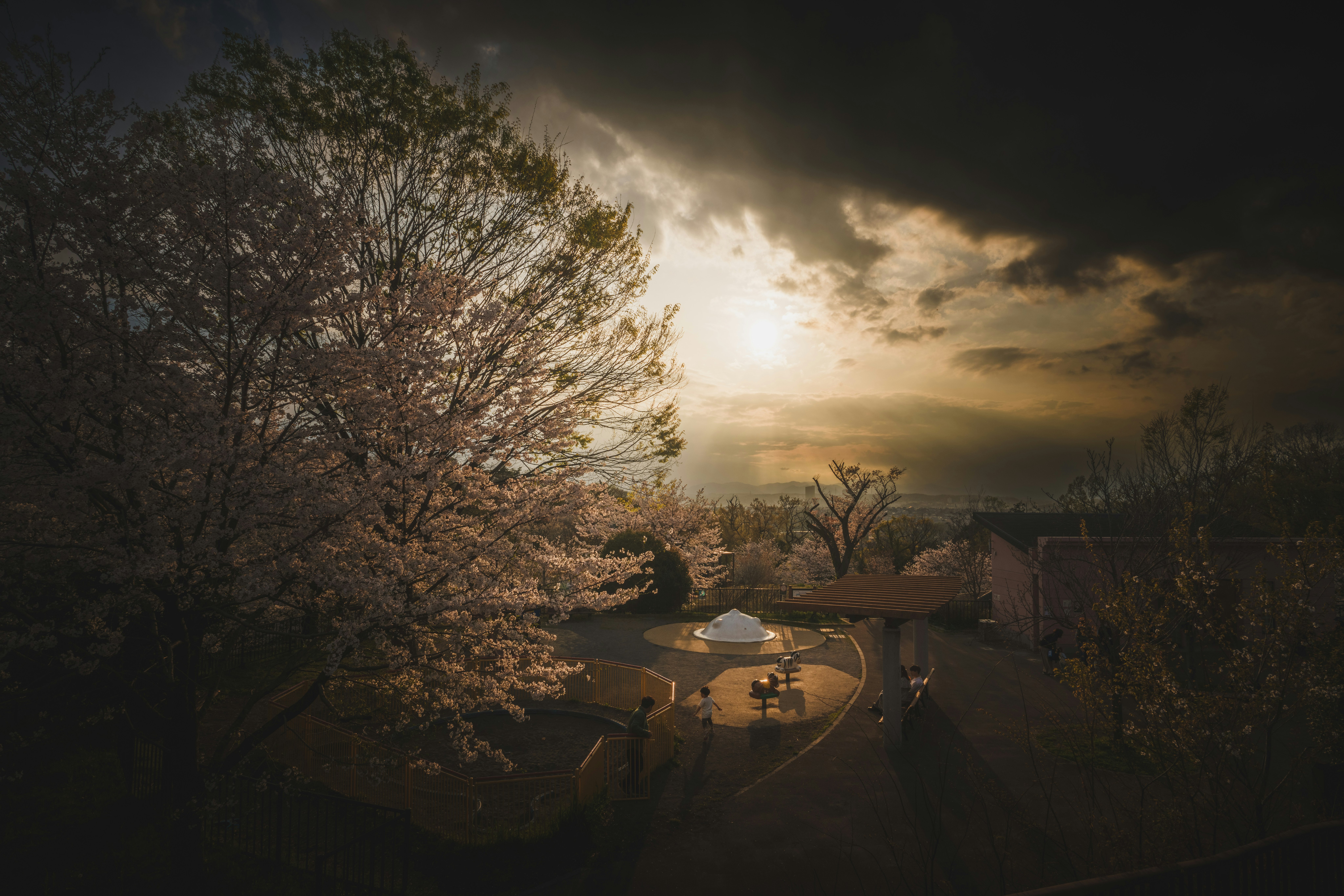 从樱丘公园远眺的樱花与夕阳