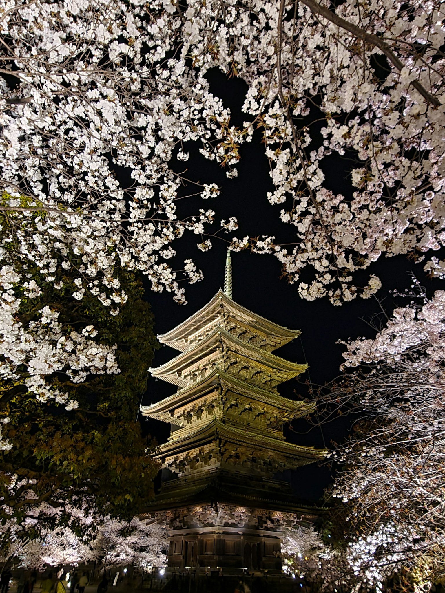 夜間櫻花與塔的美麗景象