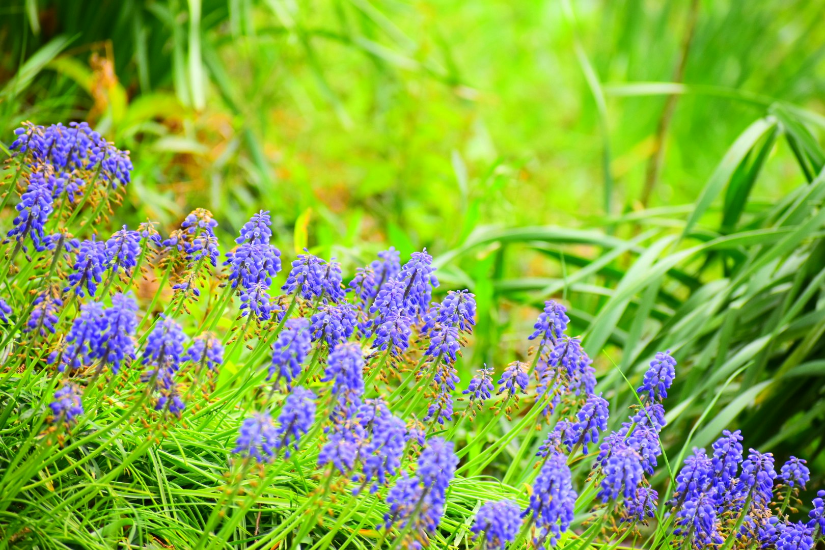 ムスカリの群れが生える緑の草地