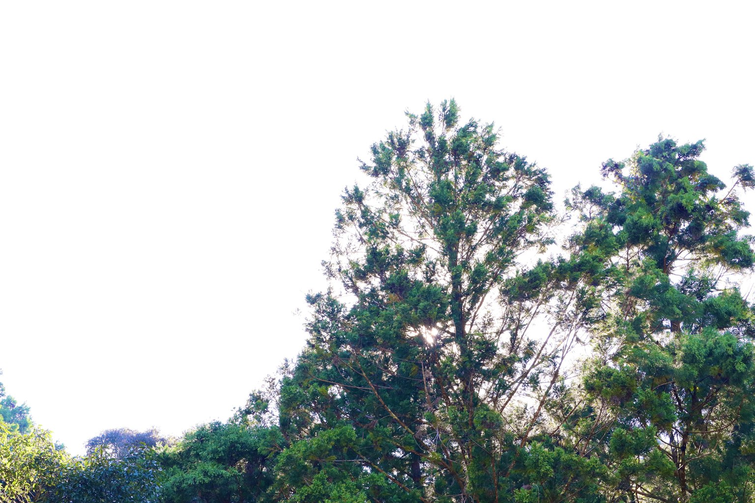 Bosque verde con altos árboles en primer plano