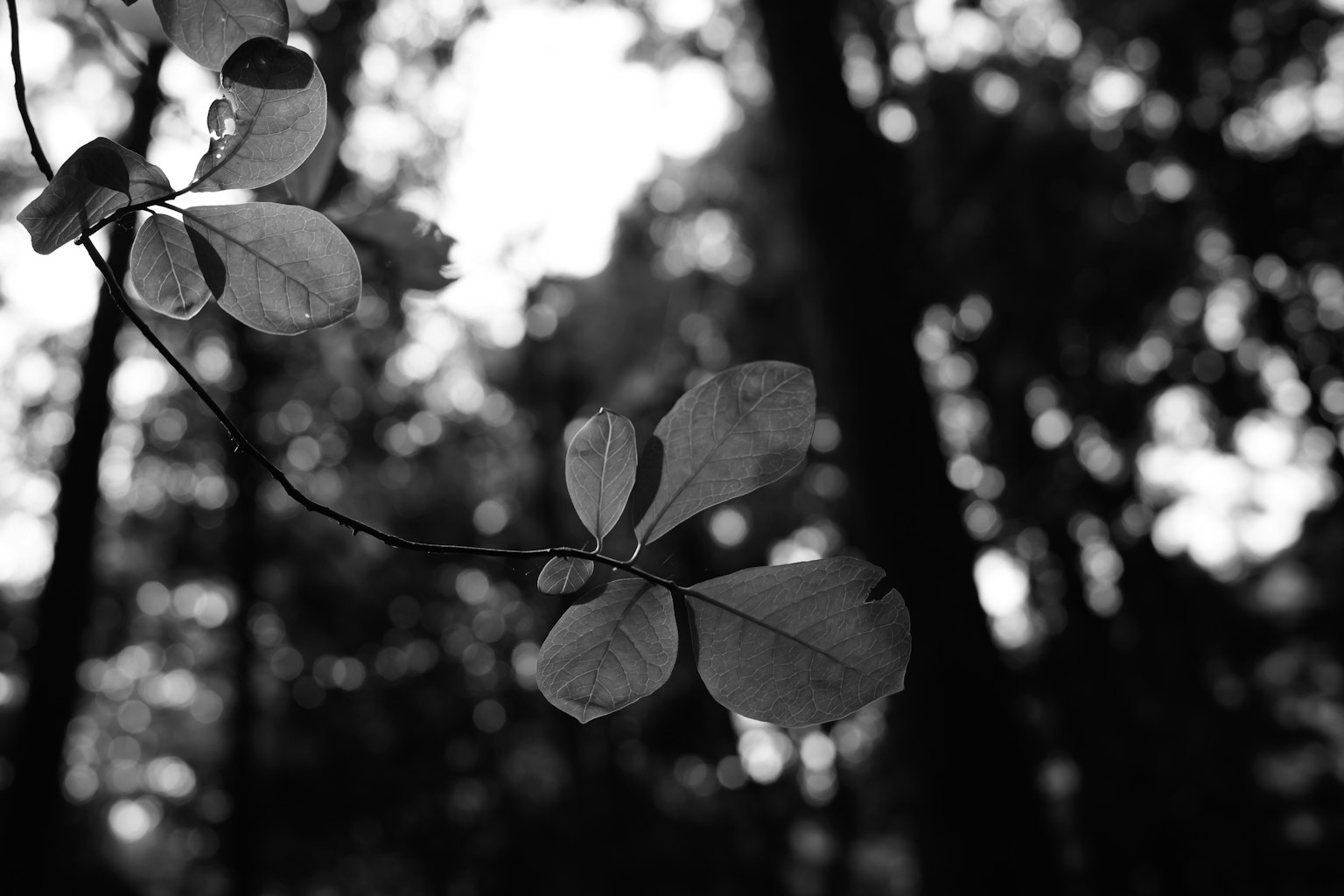 Close-up of leaves illuminated by light in a black and white forest