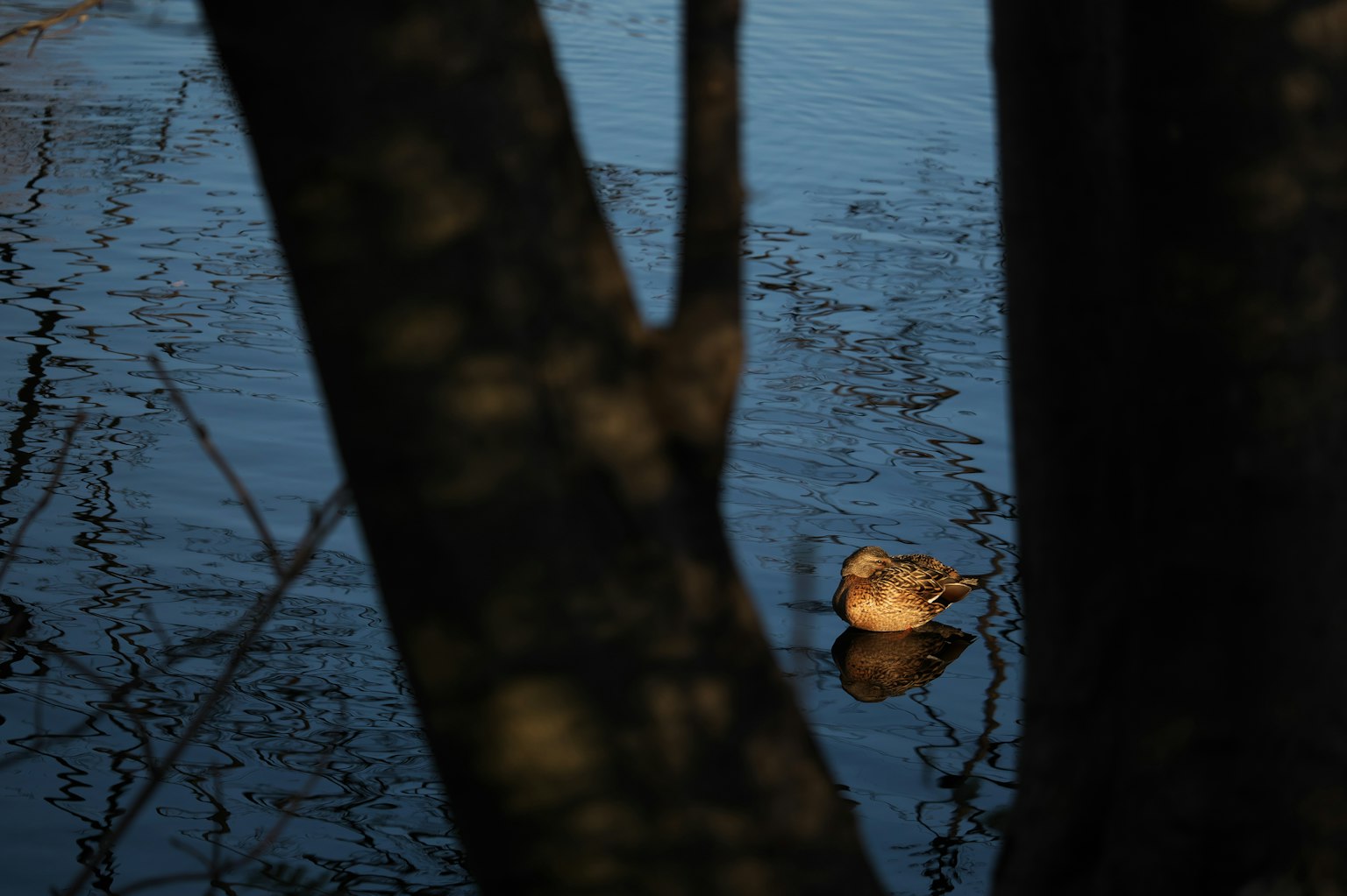 Duck floating on water with tree shadows