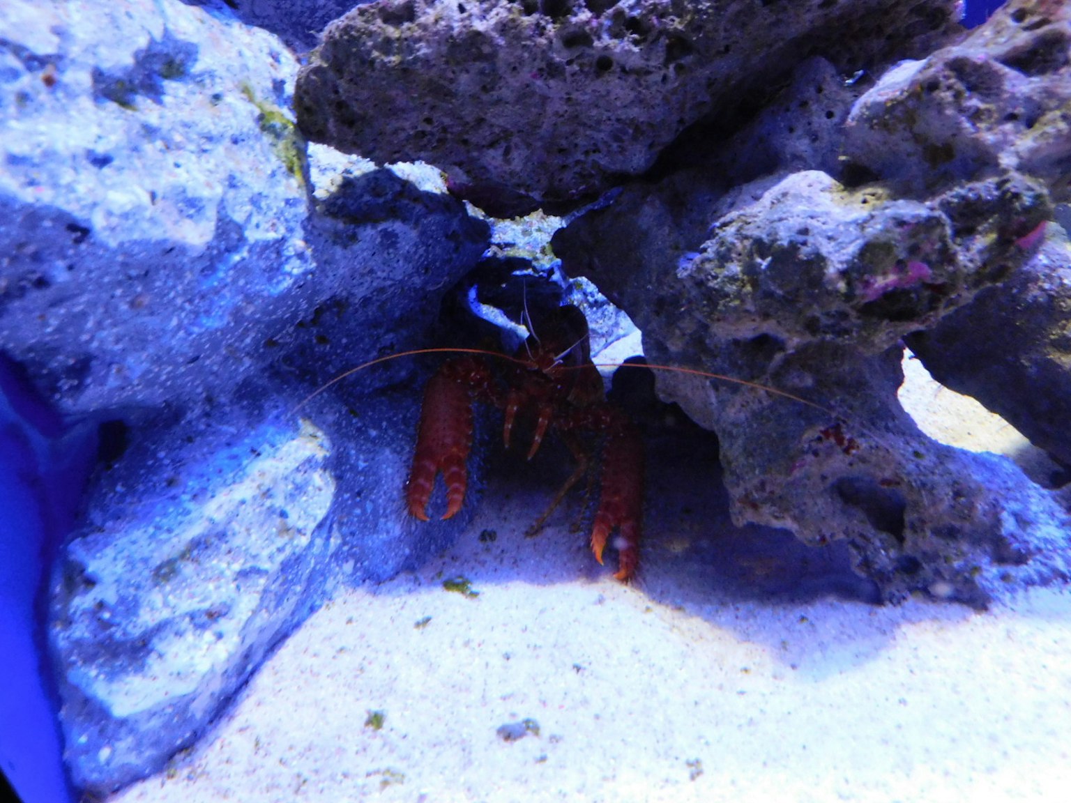 A lobster peeking out from between rocks in a blue aquarium