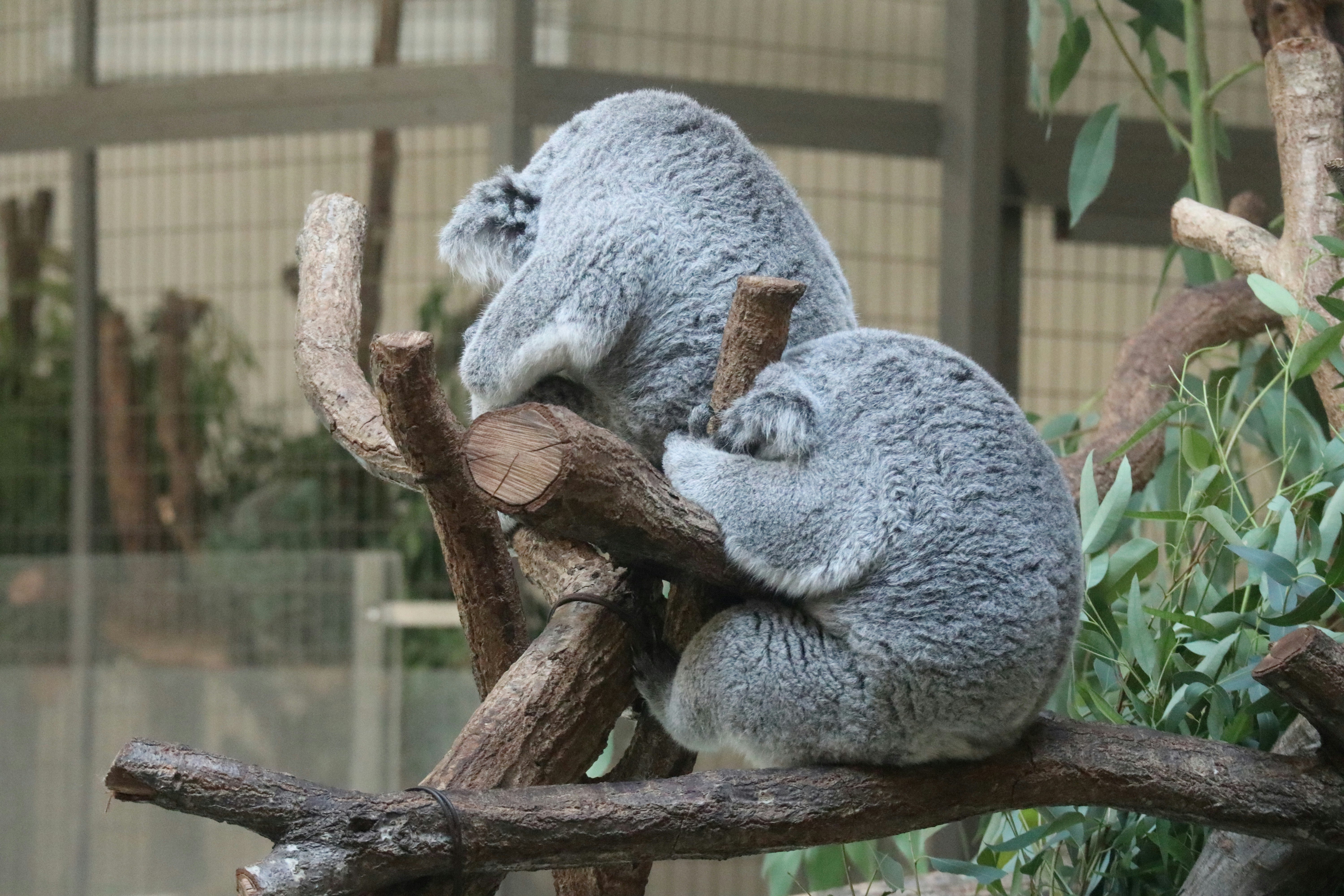 Gấu koala bám cành cây và đang nghỉ trong khu trưng bày sở thú