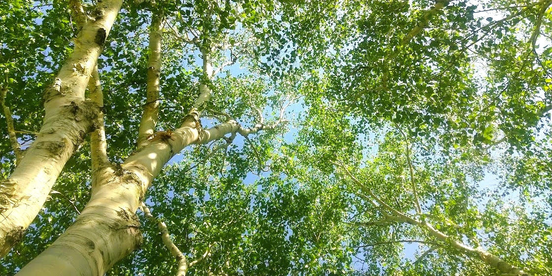 藍天襯托下的綠葉與樹枝