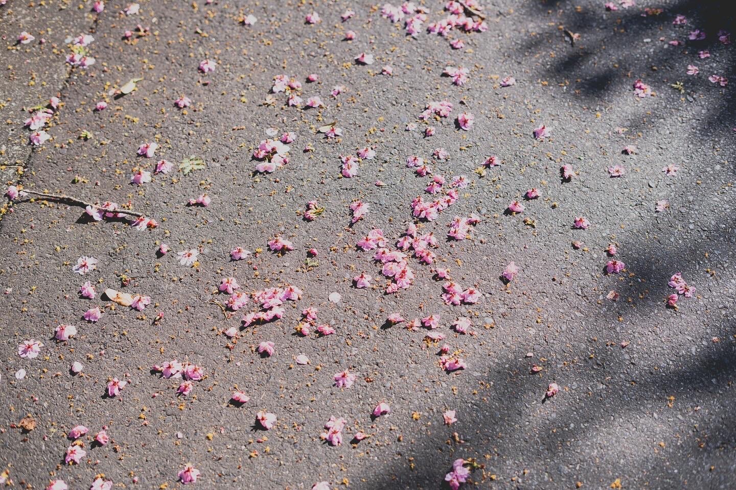 舗道に散った桜の花びらと影