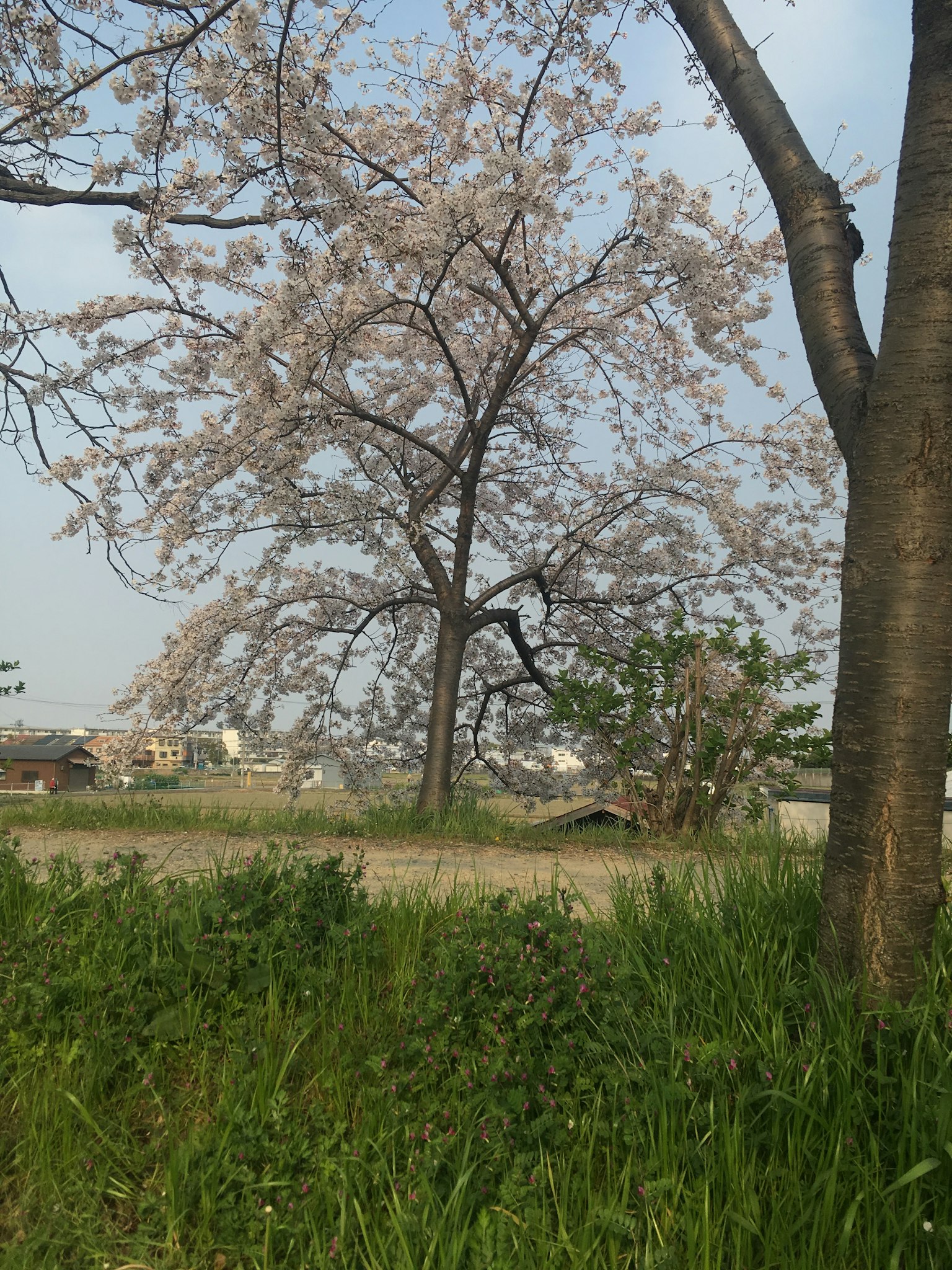 Un paesaggio con un albero di ciliegio in fiore e erba verde