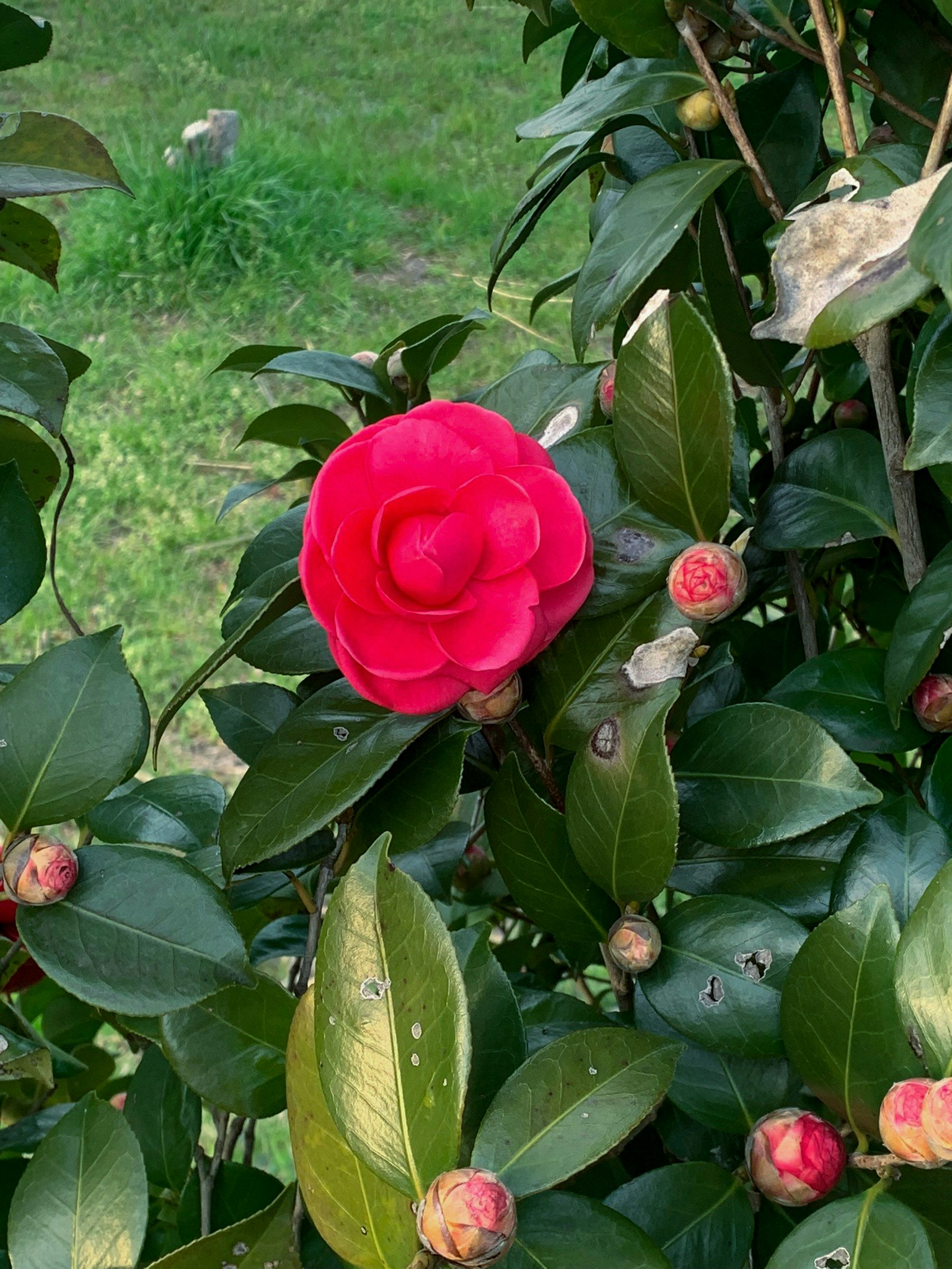 Leuchtende rote Kamelienblüte mit grünen Blättern