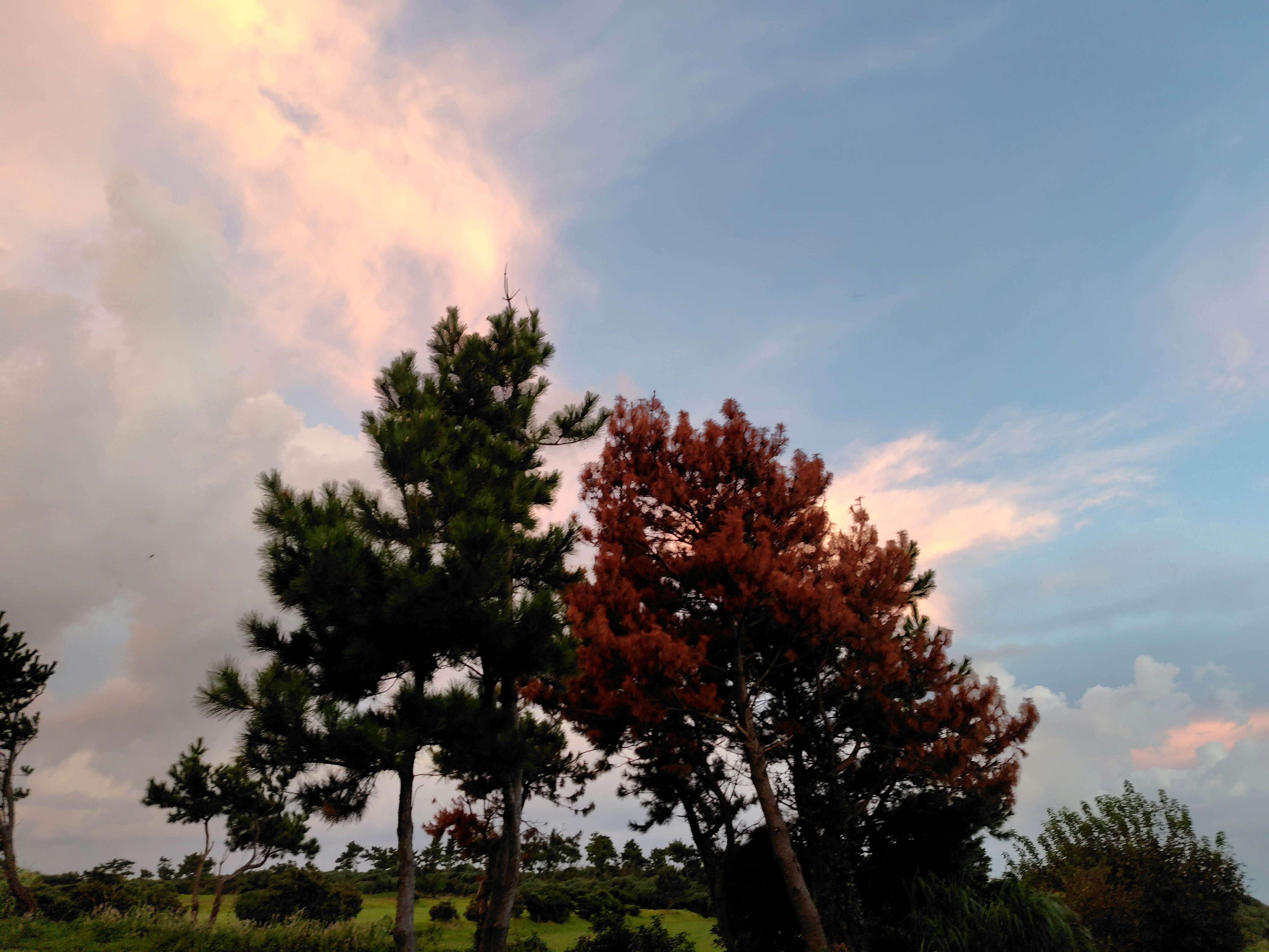 pepohonan hijau dan merah di bawah langit senja