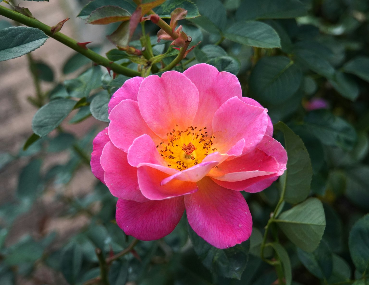 Fleur rose vibrante entourée de feuilles vertes