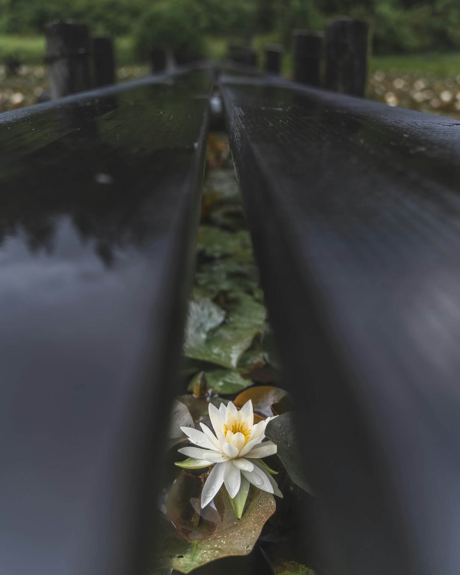 White water lily flower floating between black water surfaces