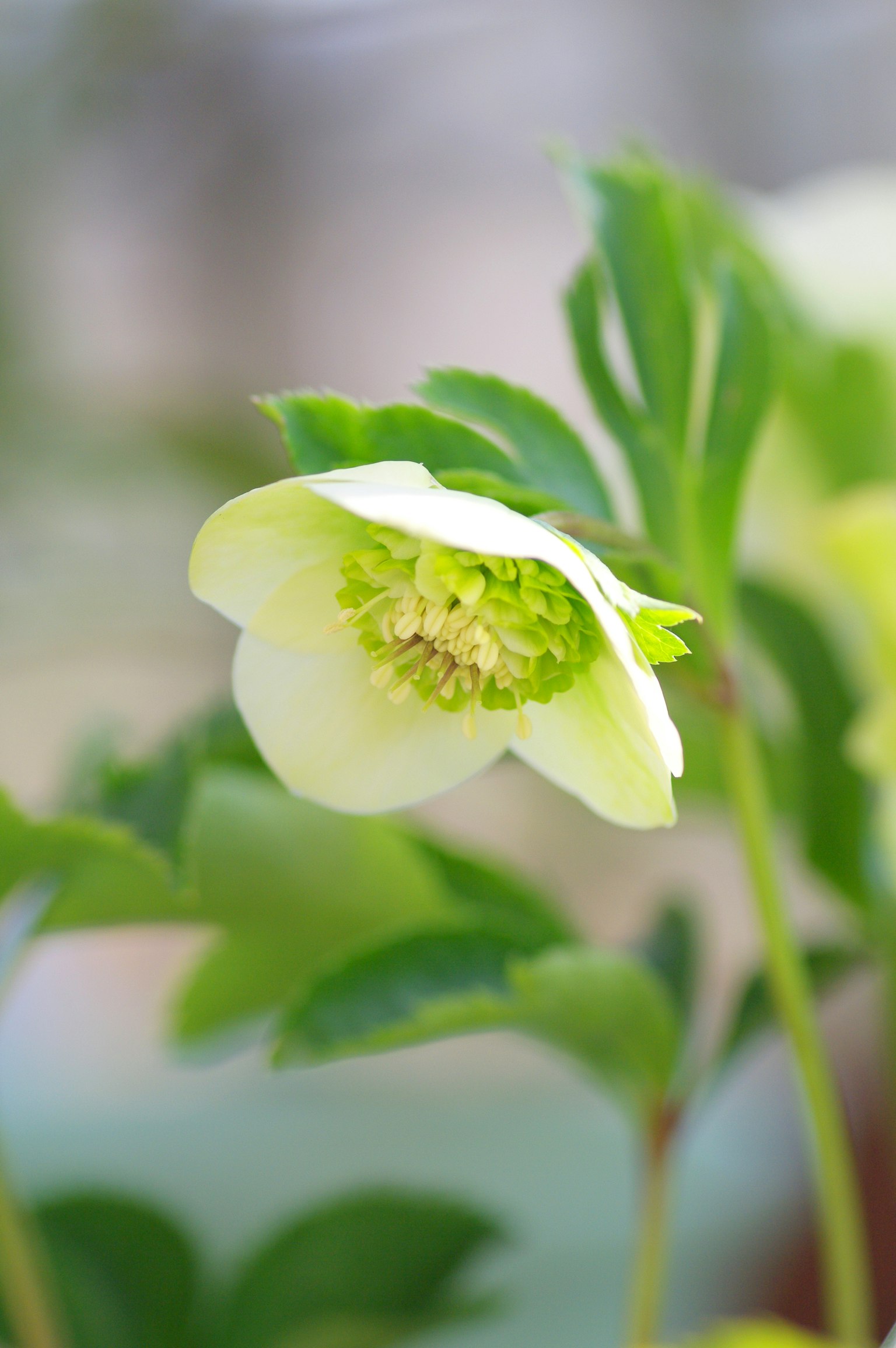 Primo piano di un fiore verde chiaro con fogliame